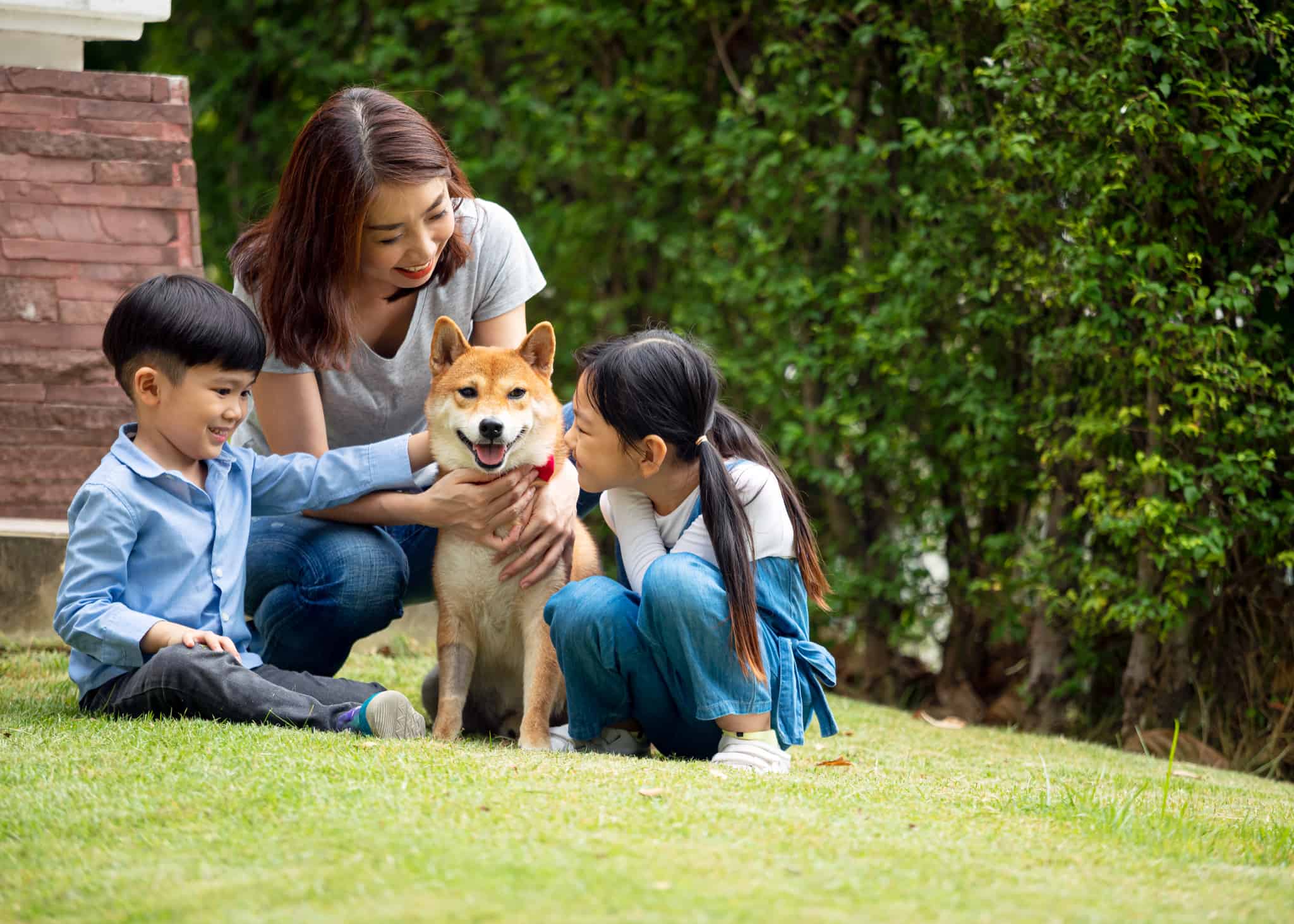 Asian mother and two kids sitting and playing together with Shiba inu dog in public park. happy family and pet