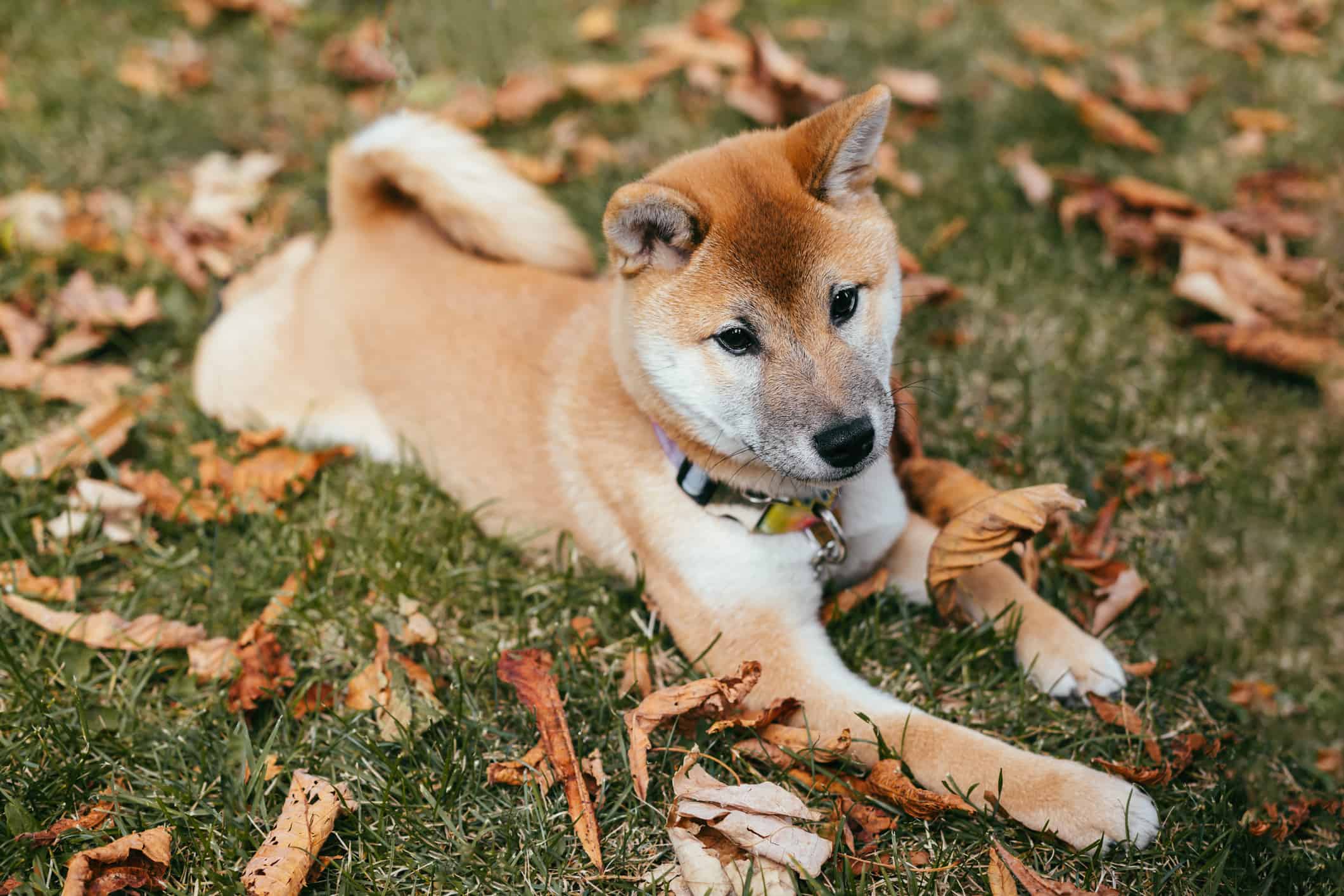 Happy puppy Shiba Inu walking in the autumn park. Dry leaves background.