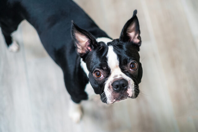 Portrait of a young Boston Terrier. She is indoors looking up at the camera.
