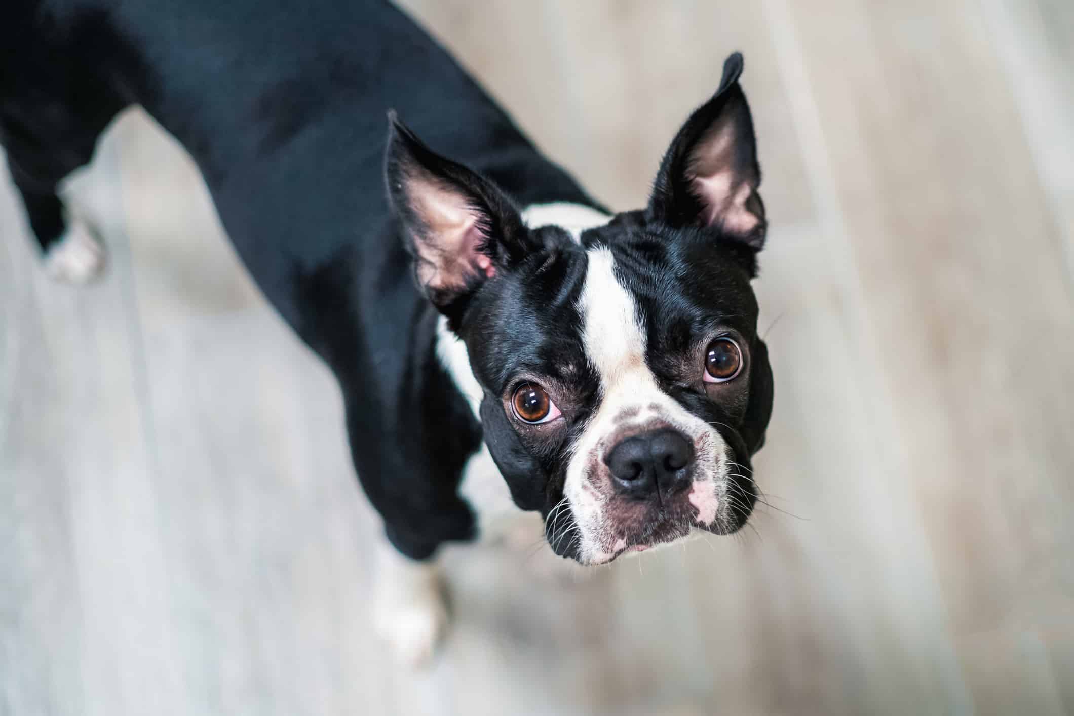 Are Boston Terriers Good with Cats? (Can a Boston Terrier Live with a Cat?)  in 2023