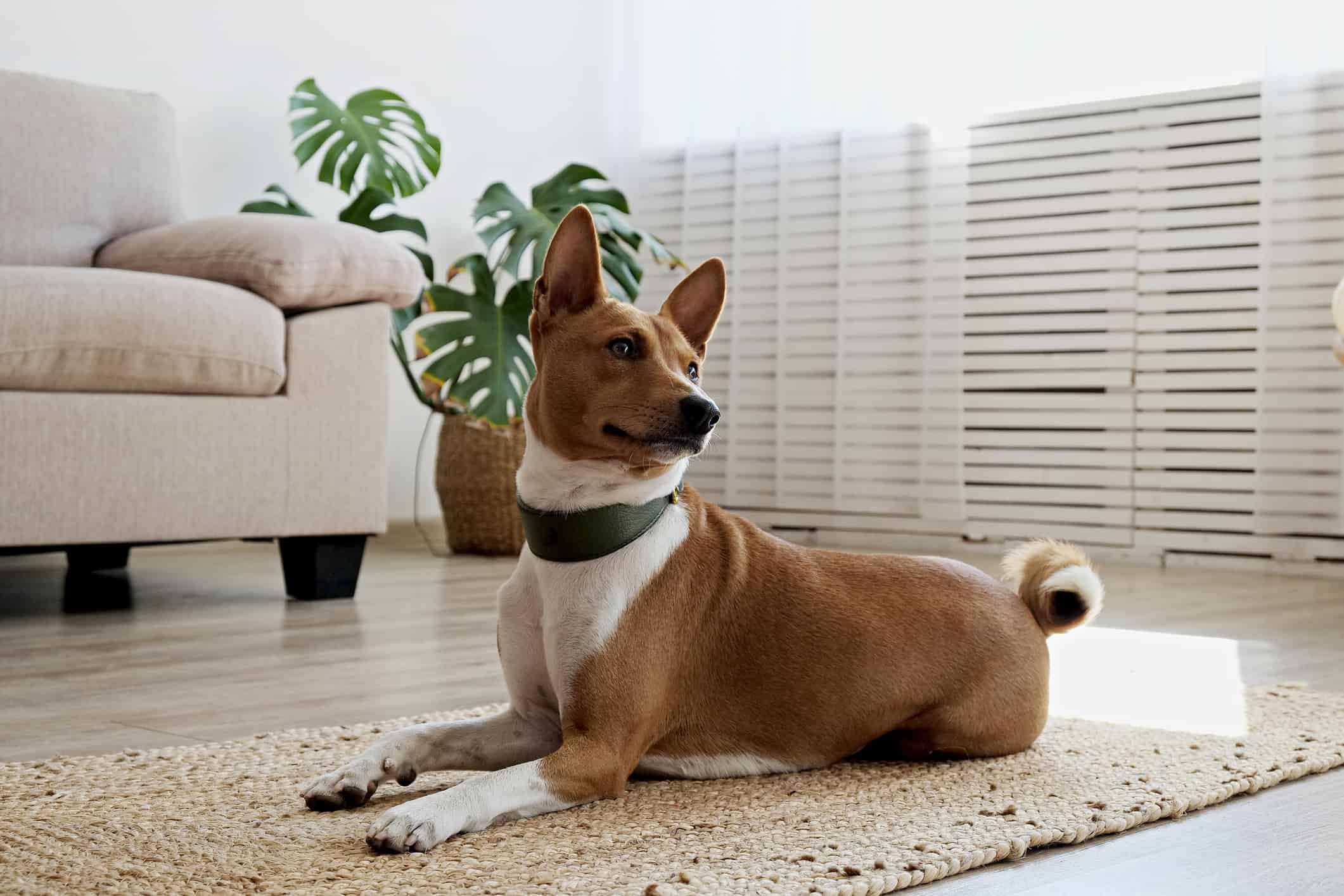 Cute Basenji dog with big ears laying on a wicker rug. Small adorable doggy with red and white markings resting on a carpet at home. Close up, copy space for text, interior background.
