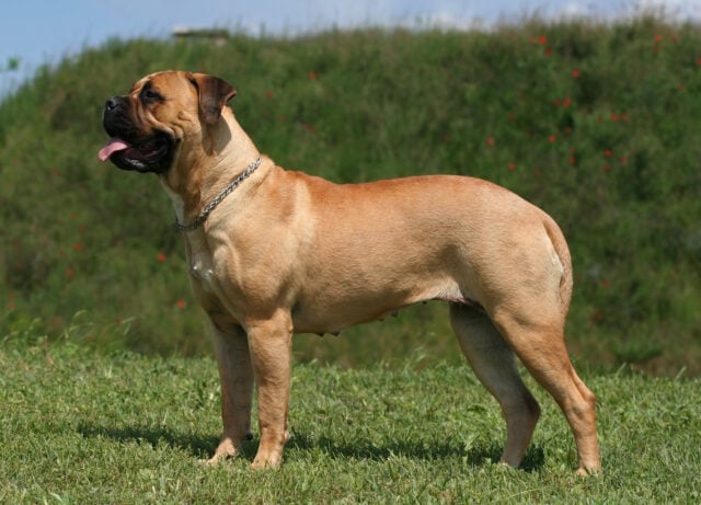 Beautiful young bullmastiff standing