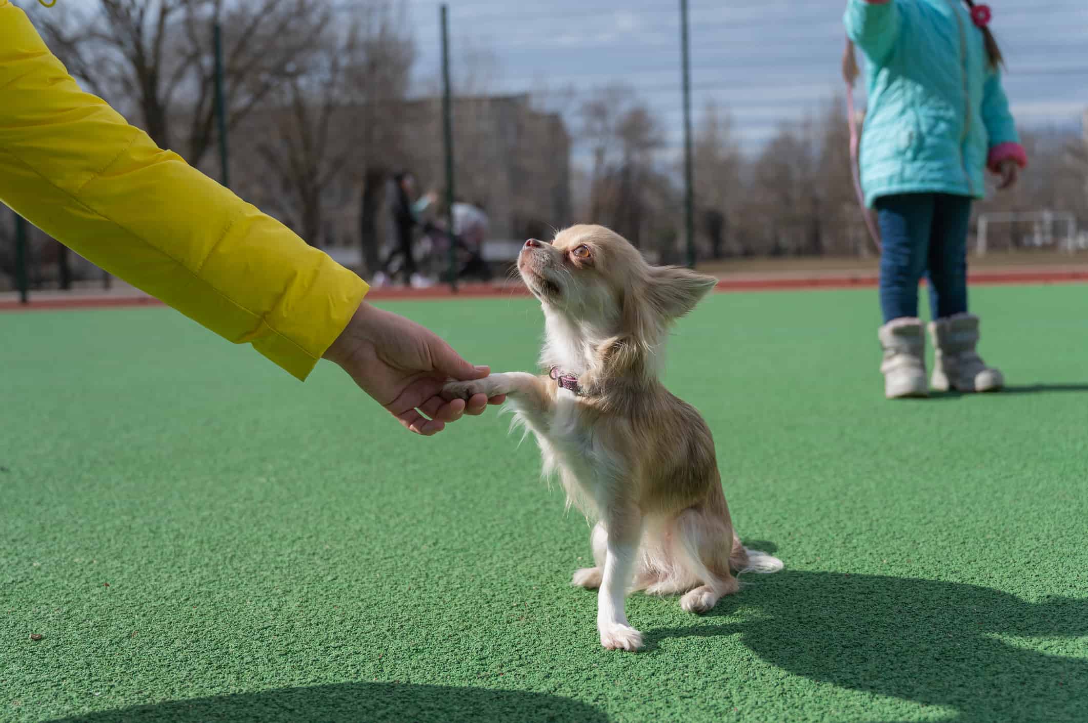 A dog of the Chihuahua breed gives his paw to the owner. The little animal stands on the green surface of the sports field. A five-year-old girl in the background. A family walk with a pet. Outside.