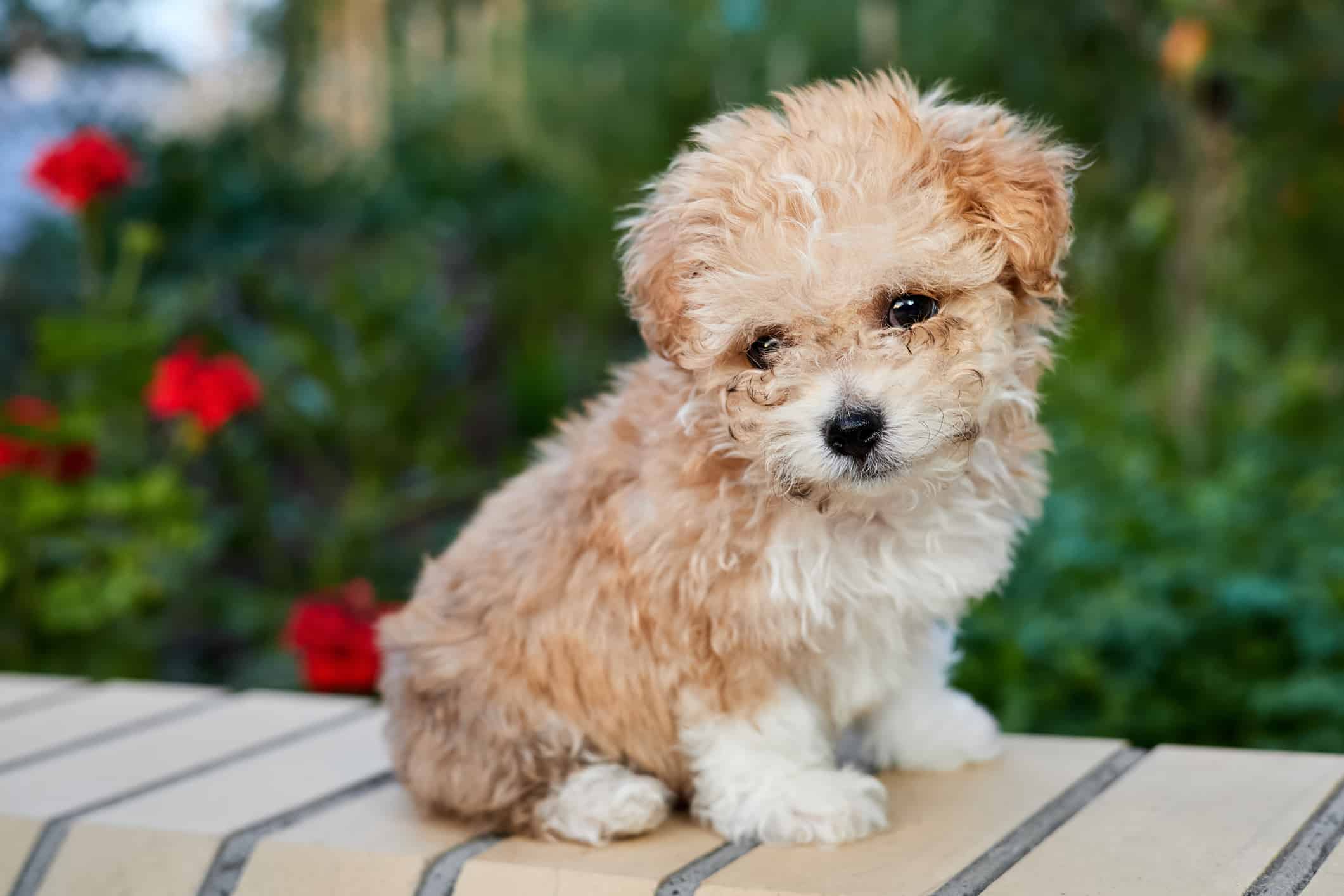 Maltipoo puppy sits on a brick fence in the garden against a background of greenery. Close-up, selective focus