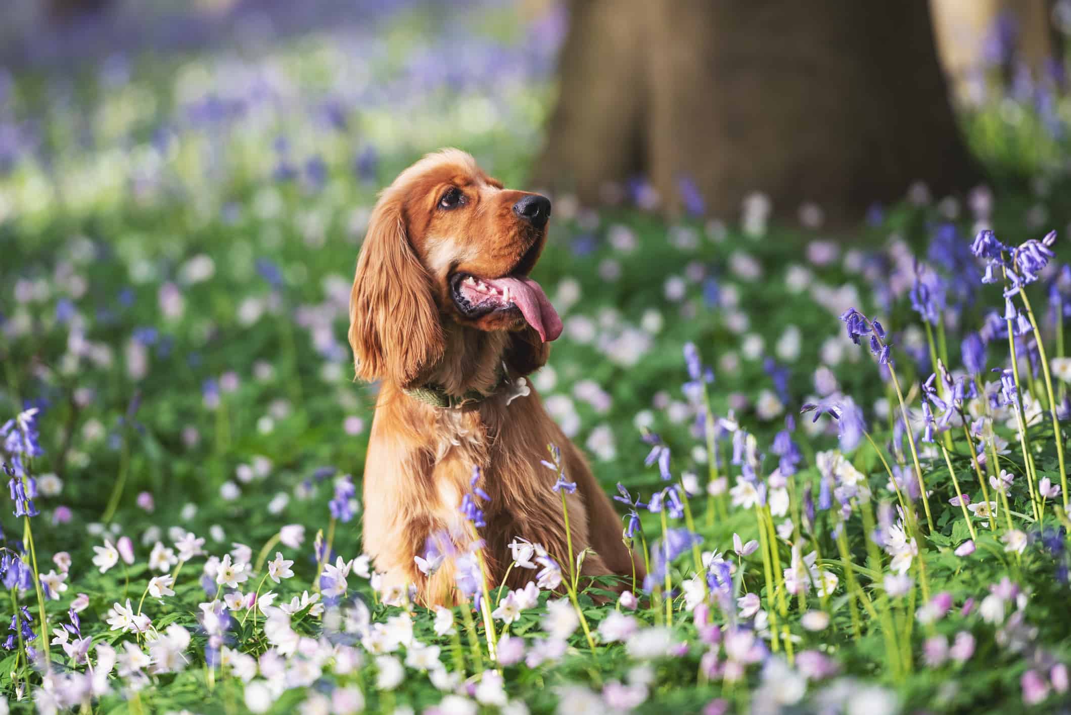 1 Year old cocker spaniel dog playing in the Bluebells in a Wooded area surrounded by trees in springtime