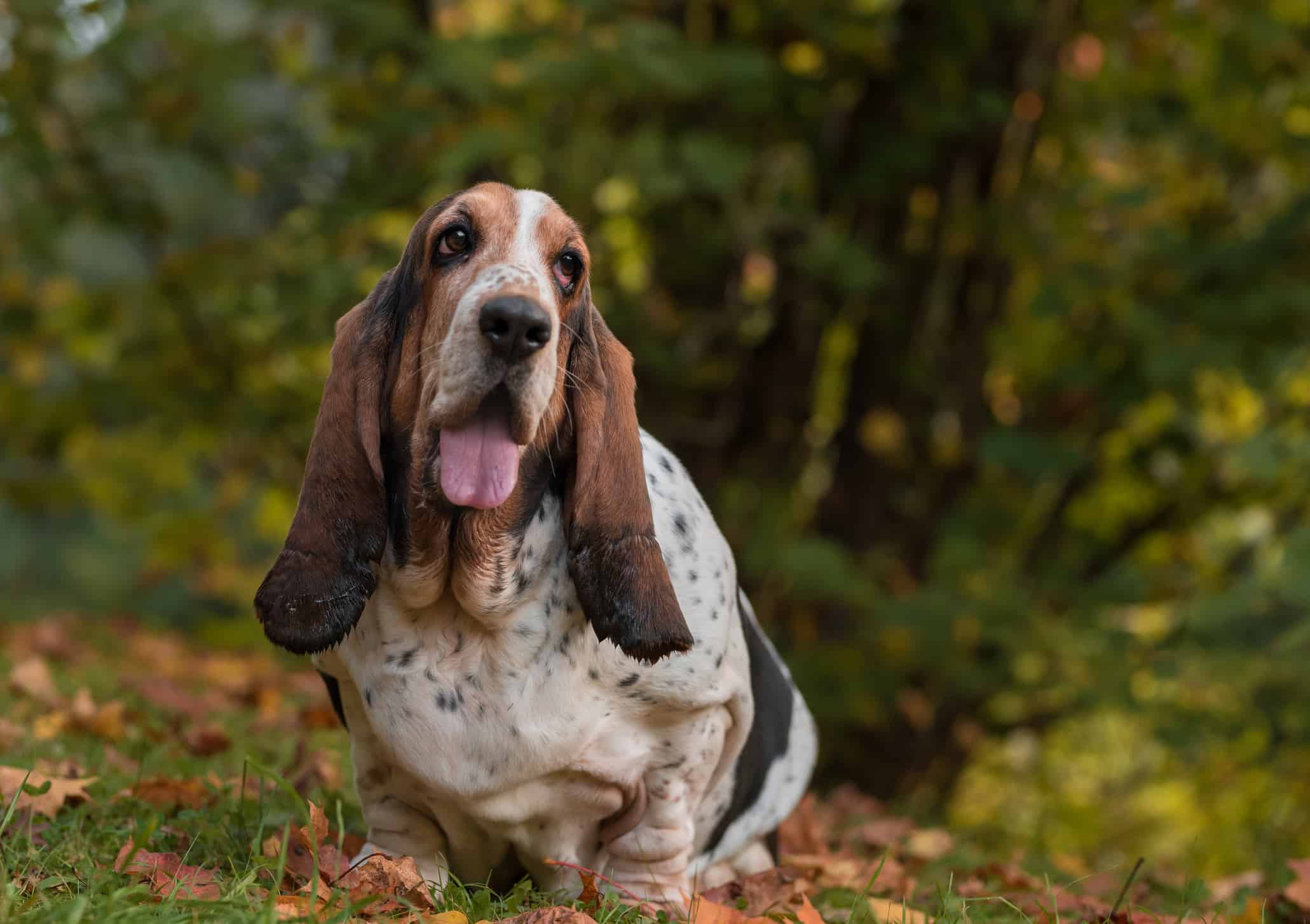 are basset hounds good pets