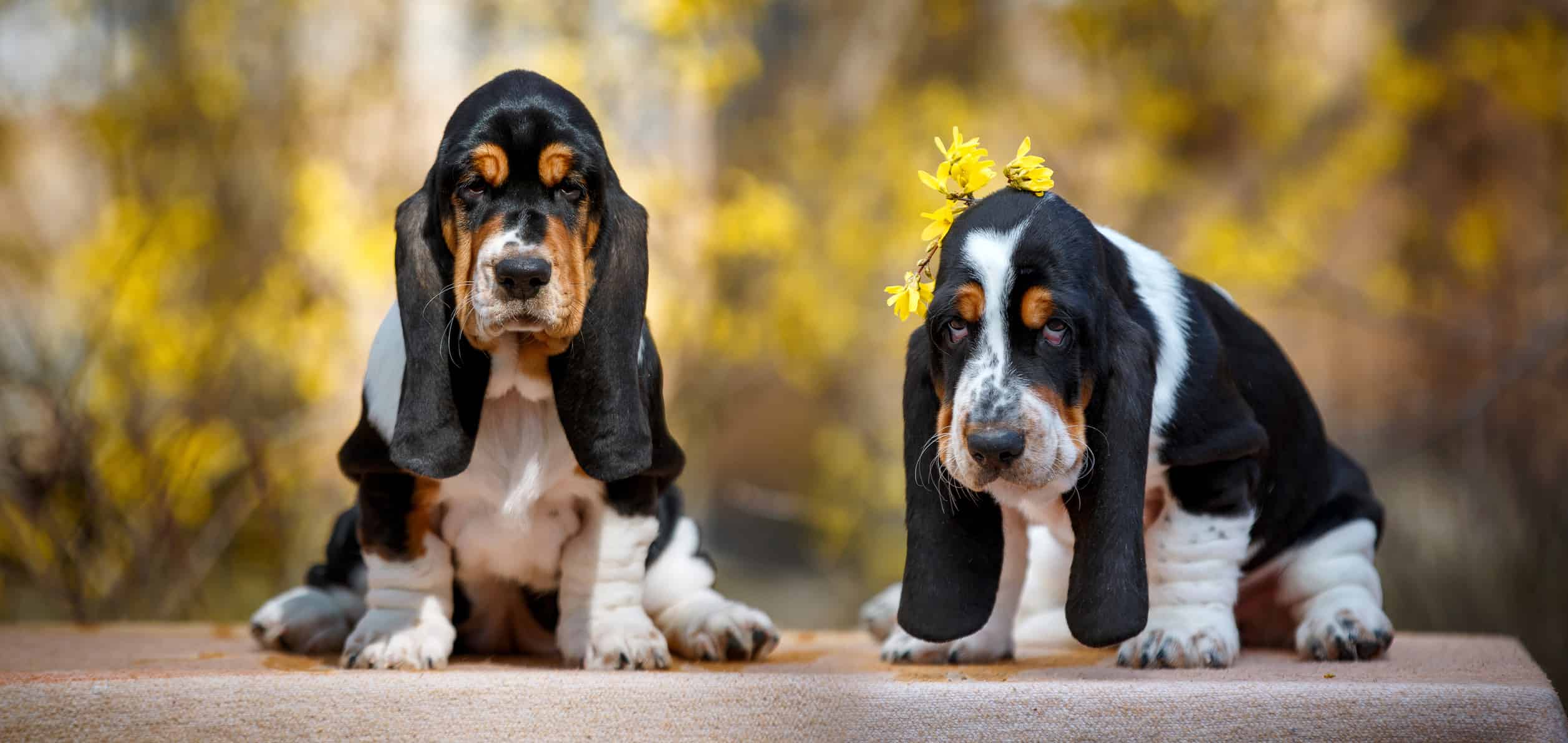 Cute basset hound puppy with fall on background