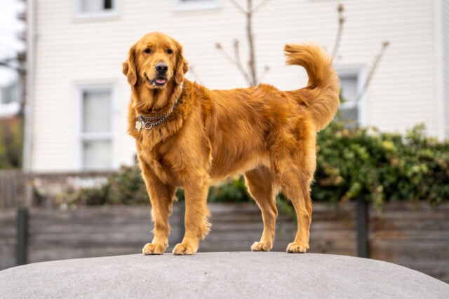 Golden Retriever smiling on top of a hill looking away
