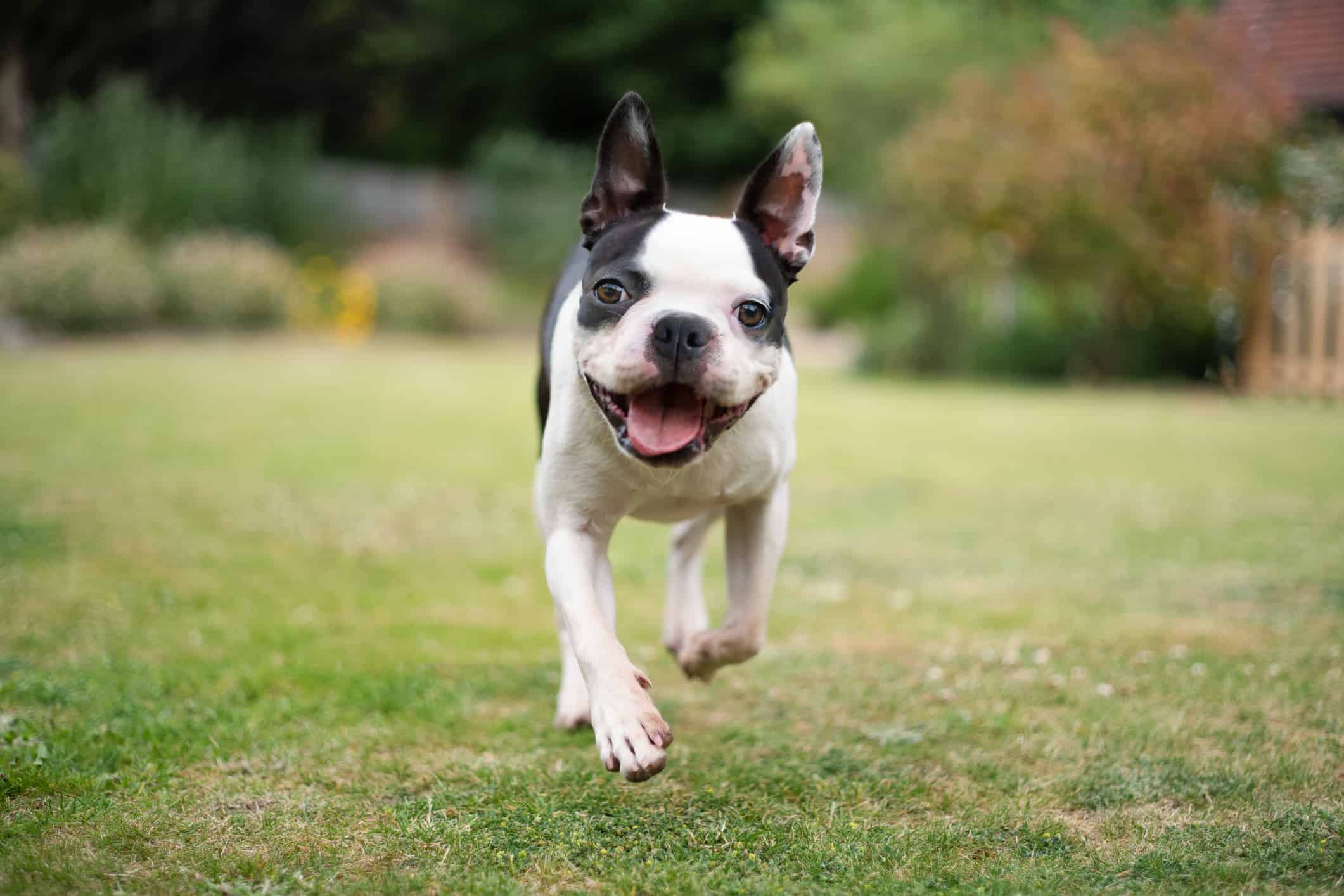 Boston Terrier dog running in a garden towards the camera at eye level. Shallow focus on her eyes. She looks very happy.