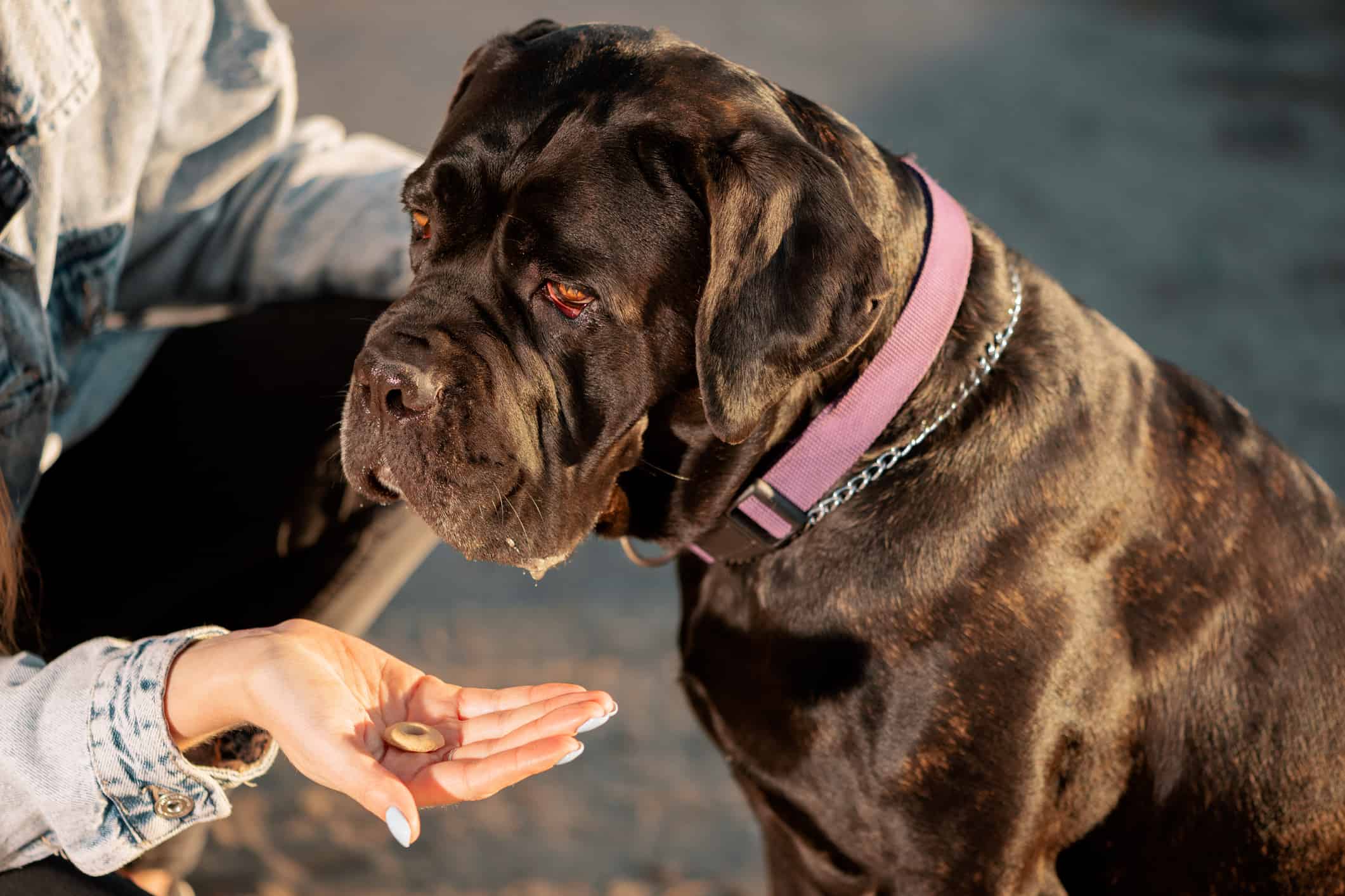 xWoman sitting next to dog and holding pet treat in hand in outdoors, side view