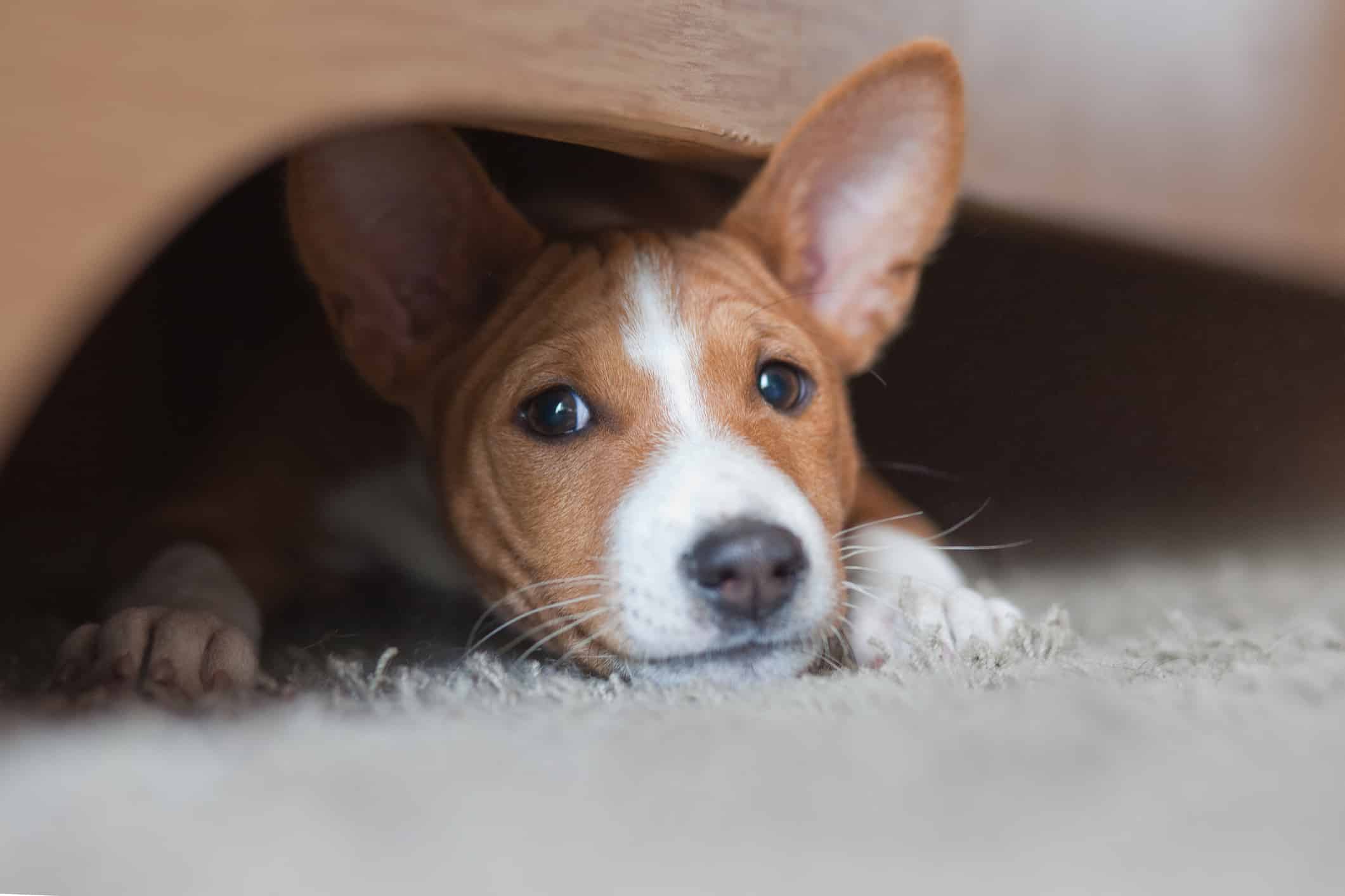 Basenji puppy, house pet playing under the bed on the carpet
