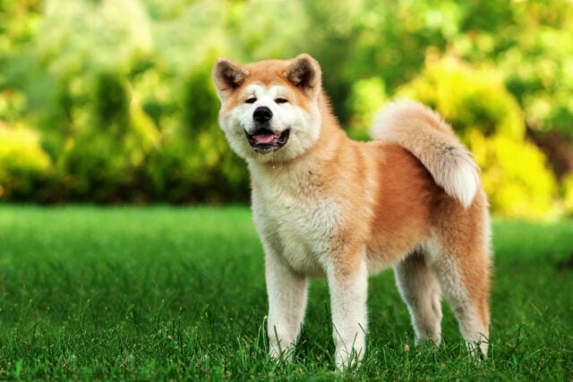Horizontal portrait of one puppy teenager dog of japanese breed akita inu with long white and red fluffy coat standing outdoors on green grass on summer sunny day