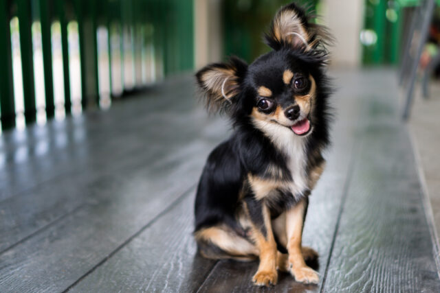 Black Chihuahua is sitting and happy smile.