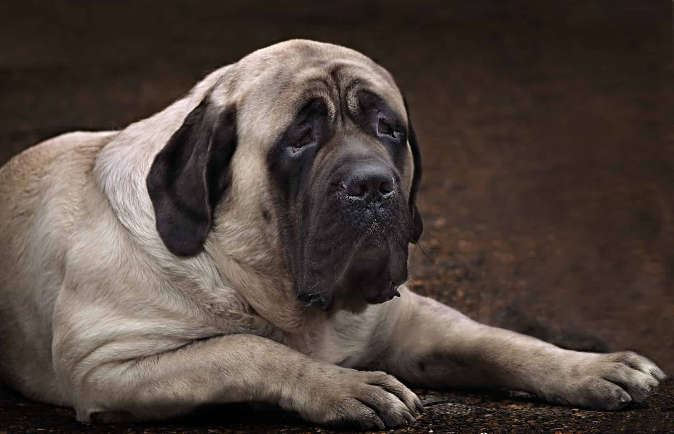 On a dark brown background lying English mastiff. Perhaps one of the most well-known breeds in the world, a true Englishman and an aristocrat