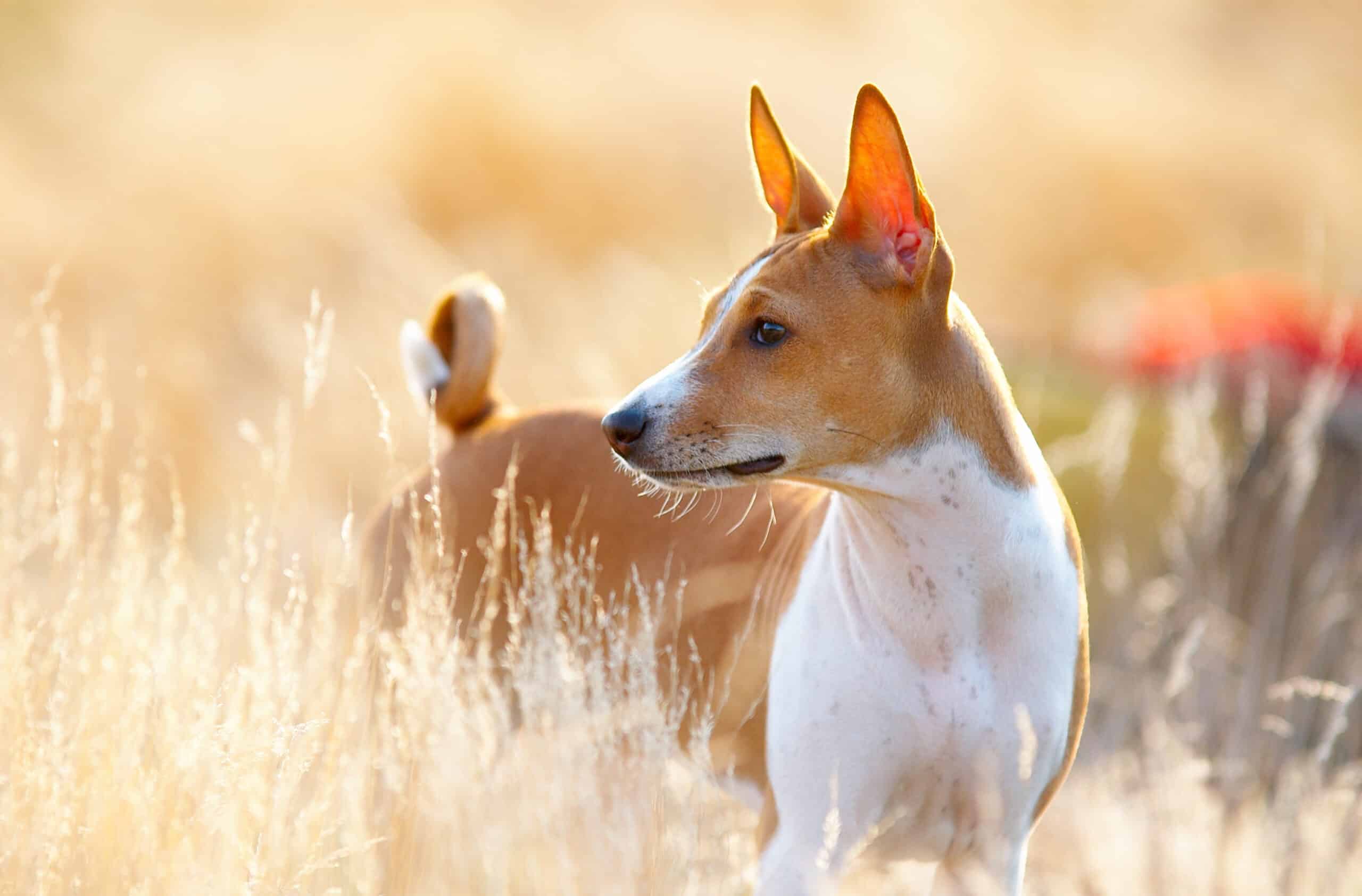 basenji against a field