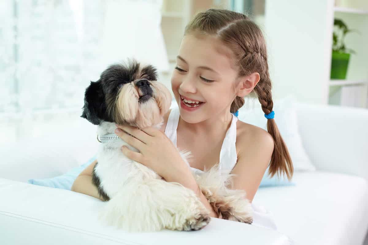 little girl and shih tu