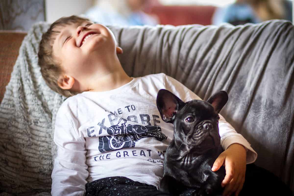 kid laughing with French bulldog