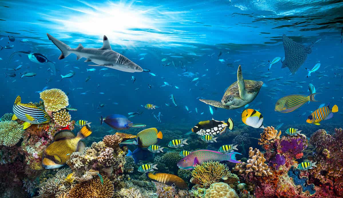 Underwater,Paradise,Background,Coral,Reef,Wildlife,Nature,Collage,With,Shark