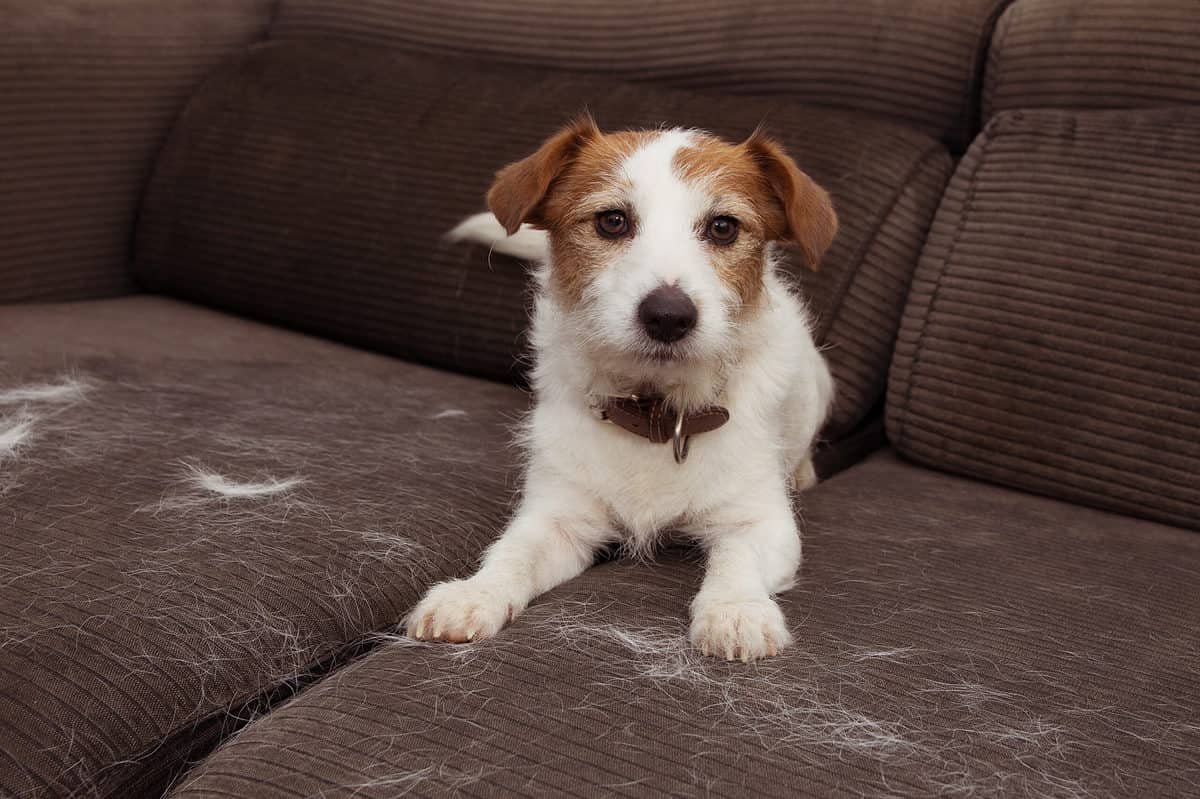 Jack Russell Shedding