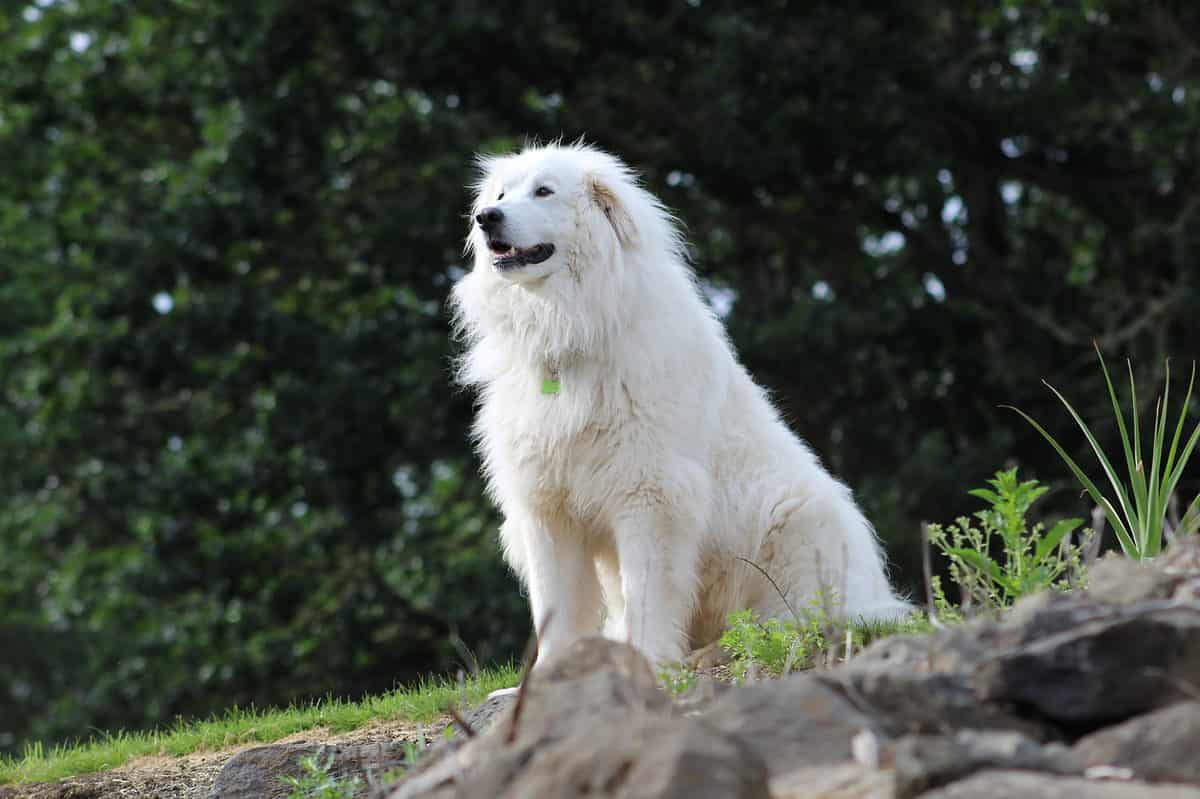 Great Pyrenees Shed