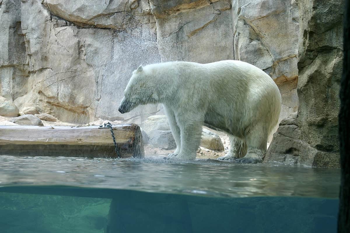 Polar,Bear,Doused,With,Water,At,Memphis,Aquarium