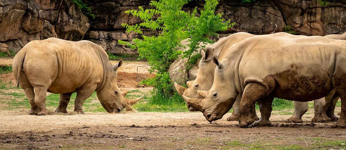 Southern,White,Rhinoceros,As,Zoo,Specimen,In,Natural,Setting,From