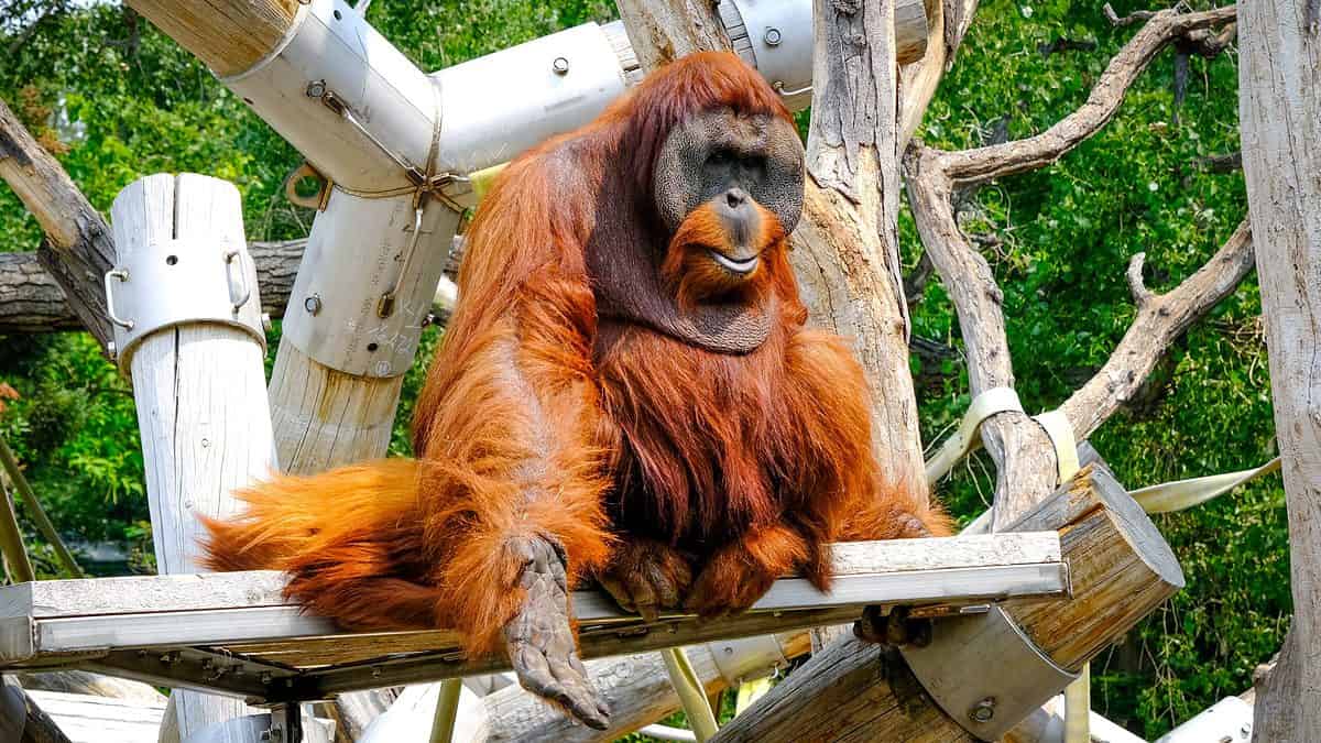 Orangutan,At,The,Denver,Zoo