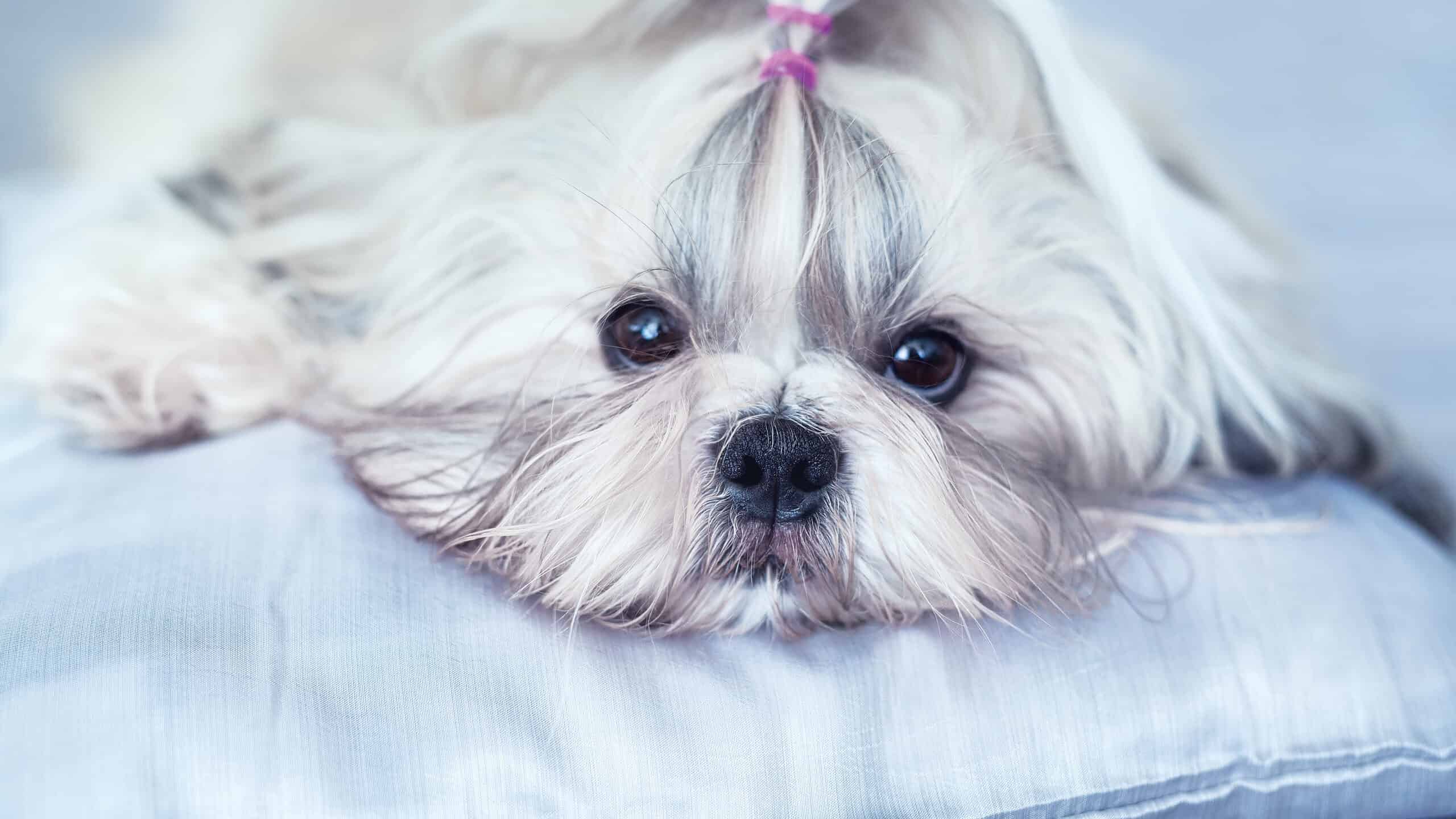 Shih Tzu laying down