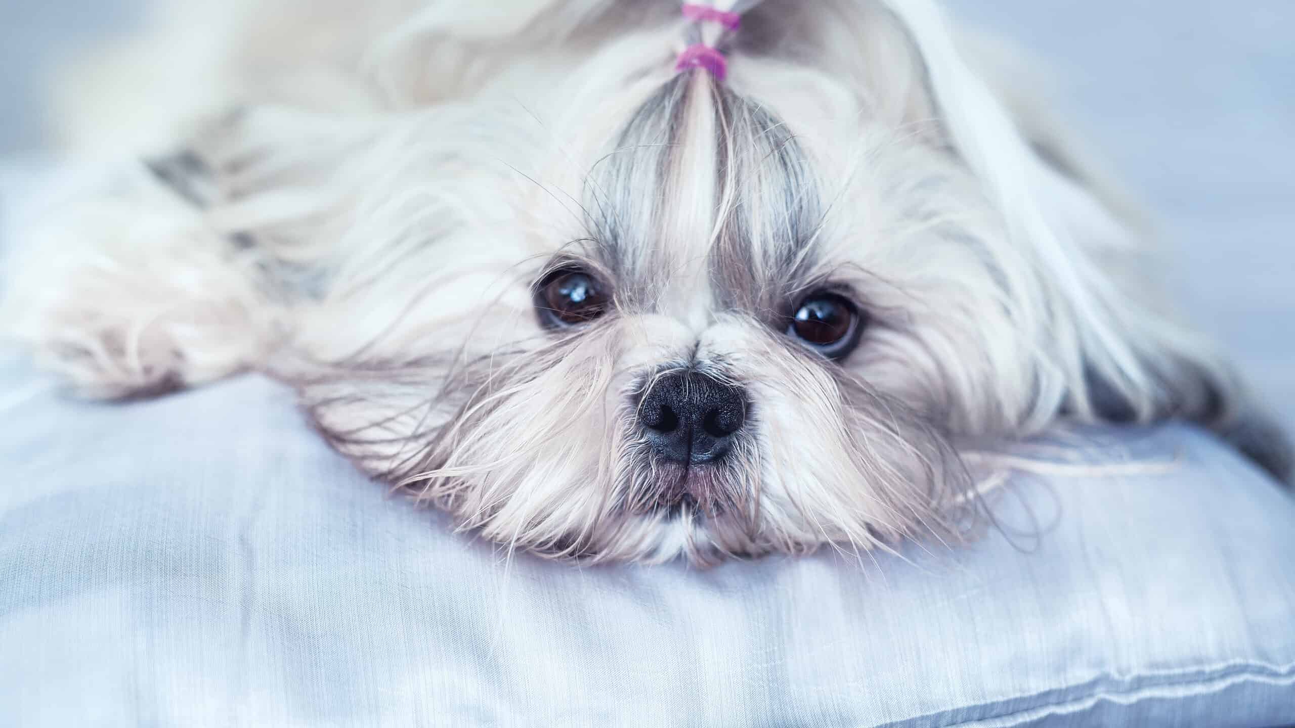 Does The Shih Tzu Love Children