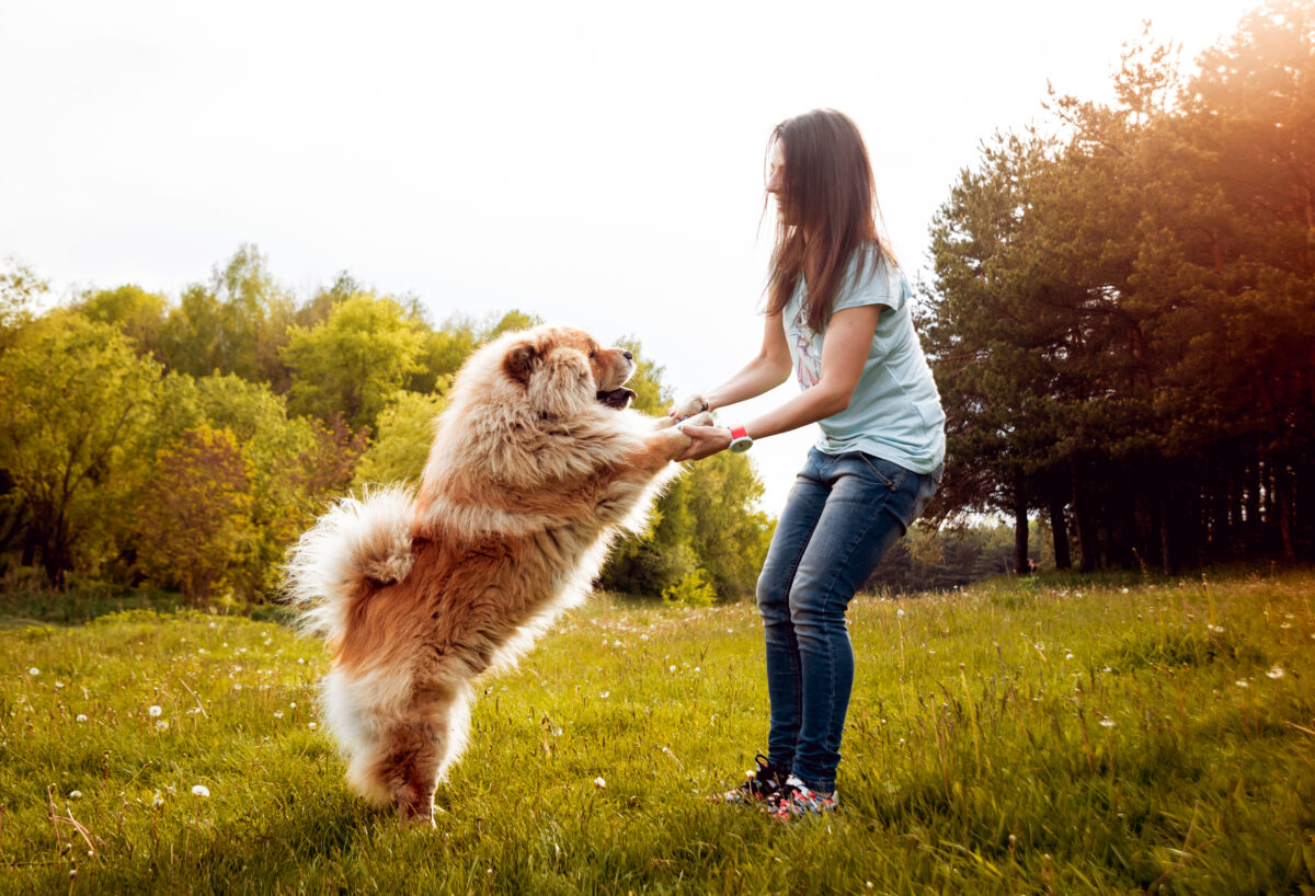 chow chow with woman playing