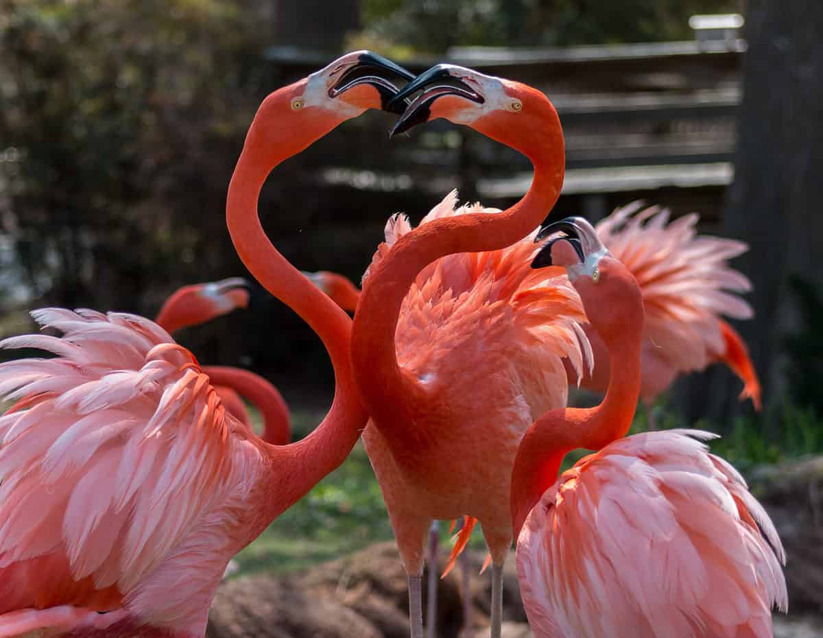 Flamingos,,Oklahoma,City,Zoo