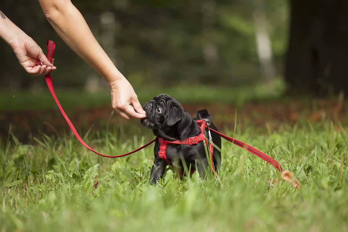 Pug training