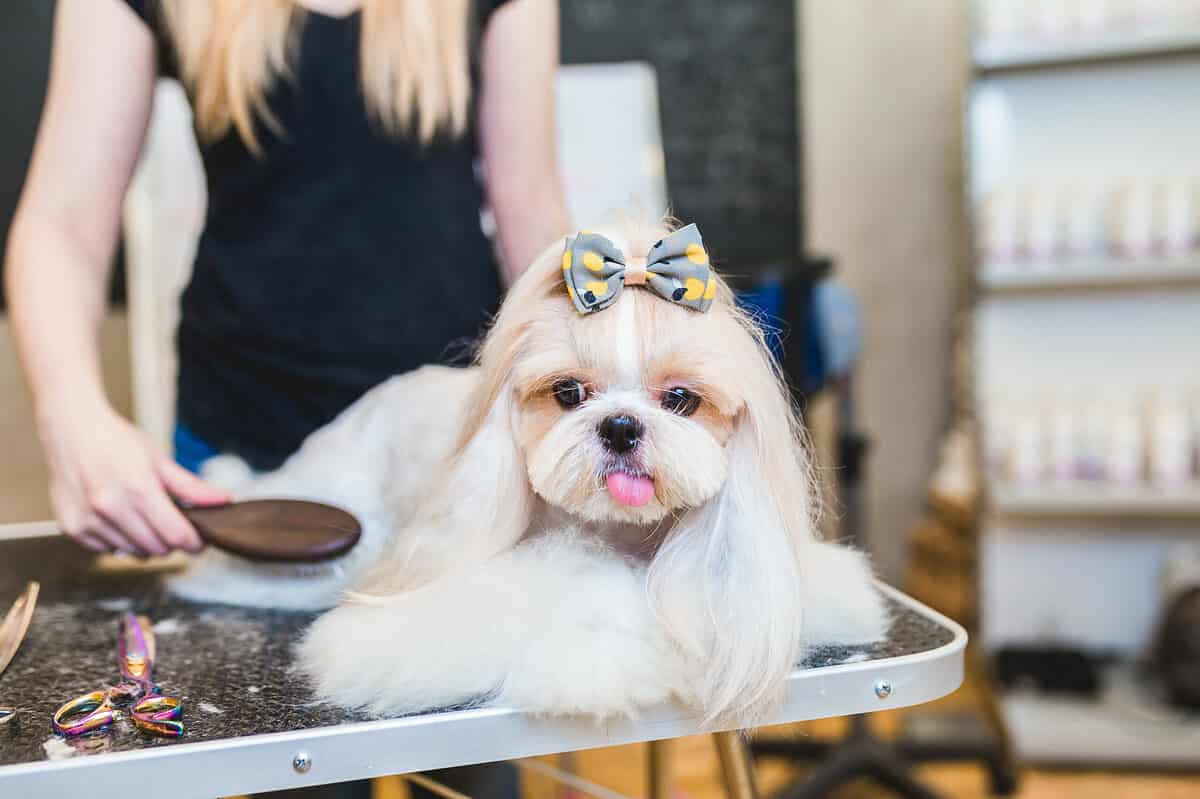 Shih Tzu being groomed