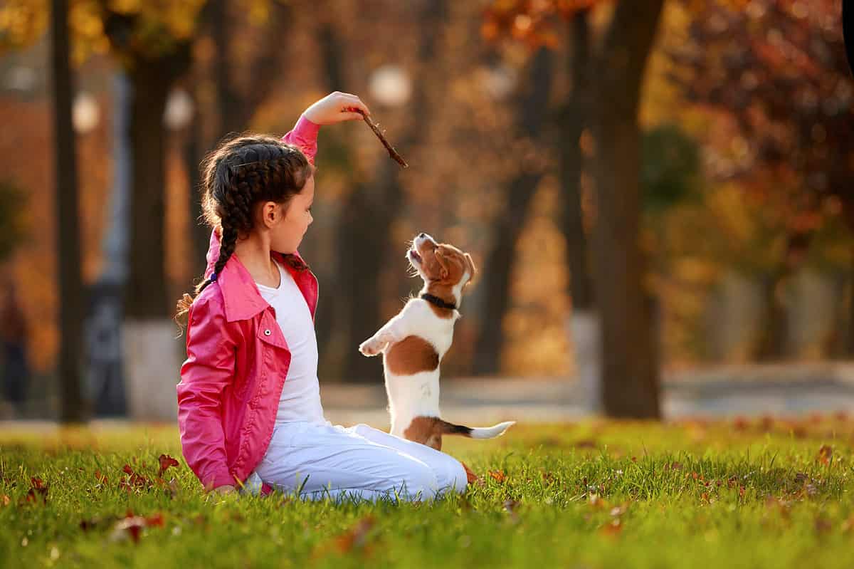 Jack Russell Training