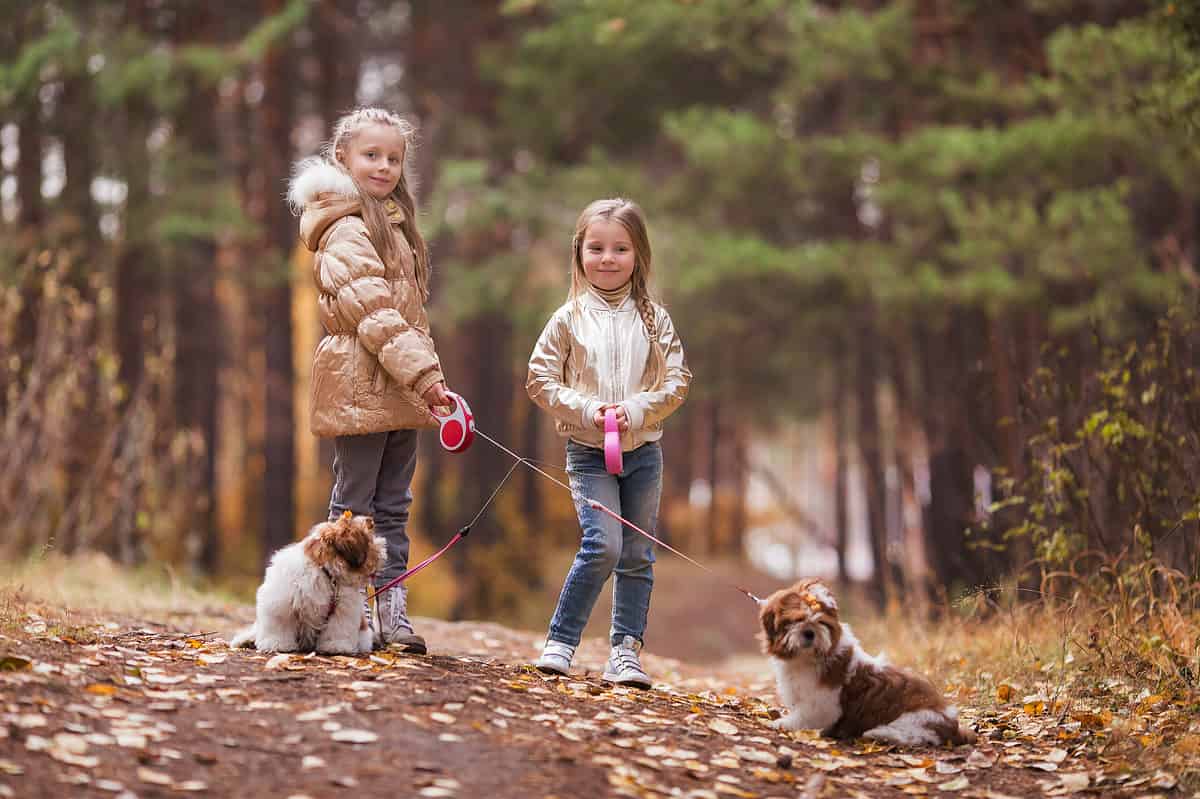 Two little girls walking two Shih Tzus outside