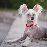 20. Chinese Crested