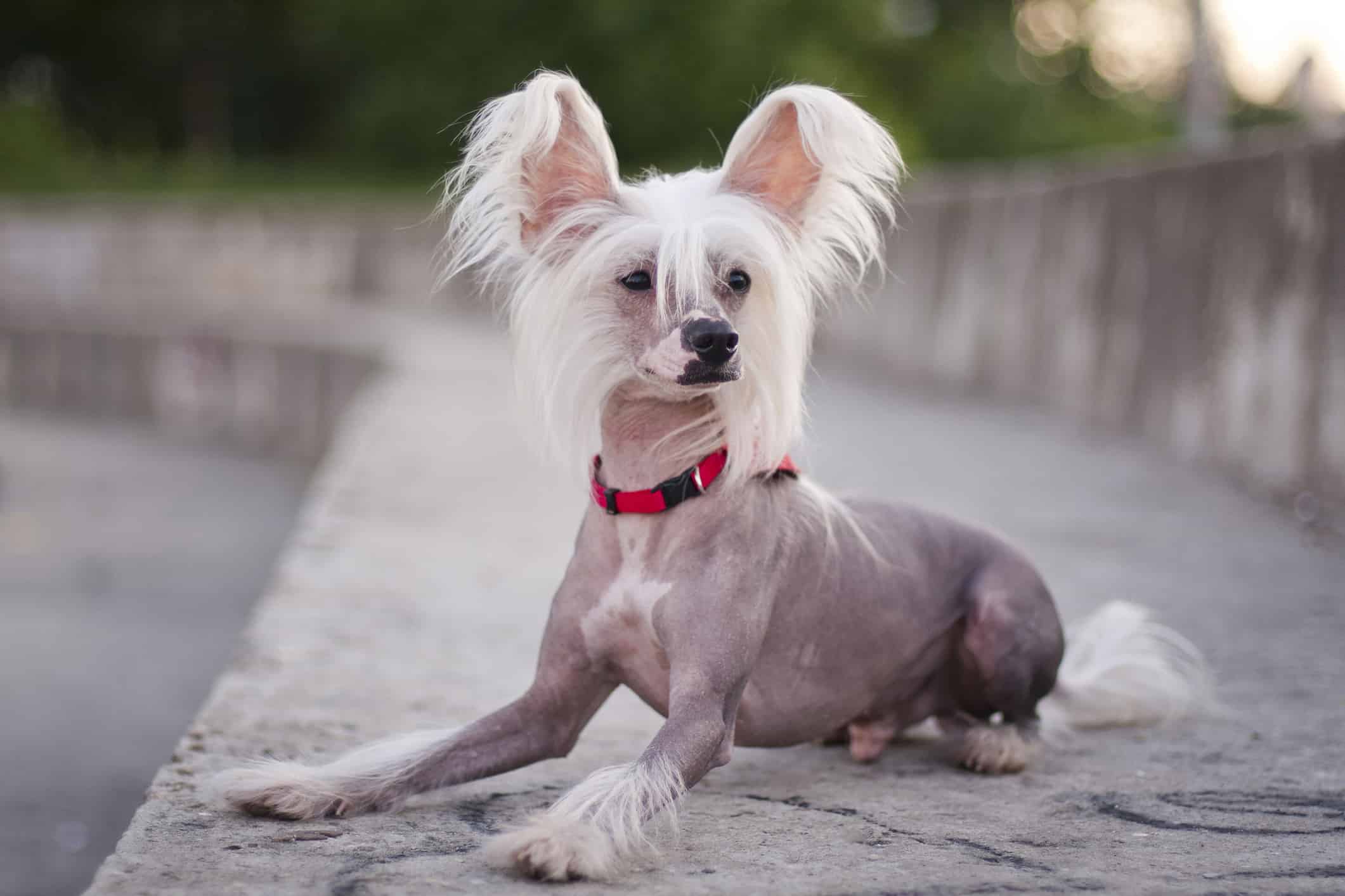 20. Chinese Crested