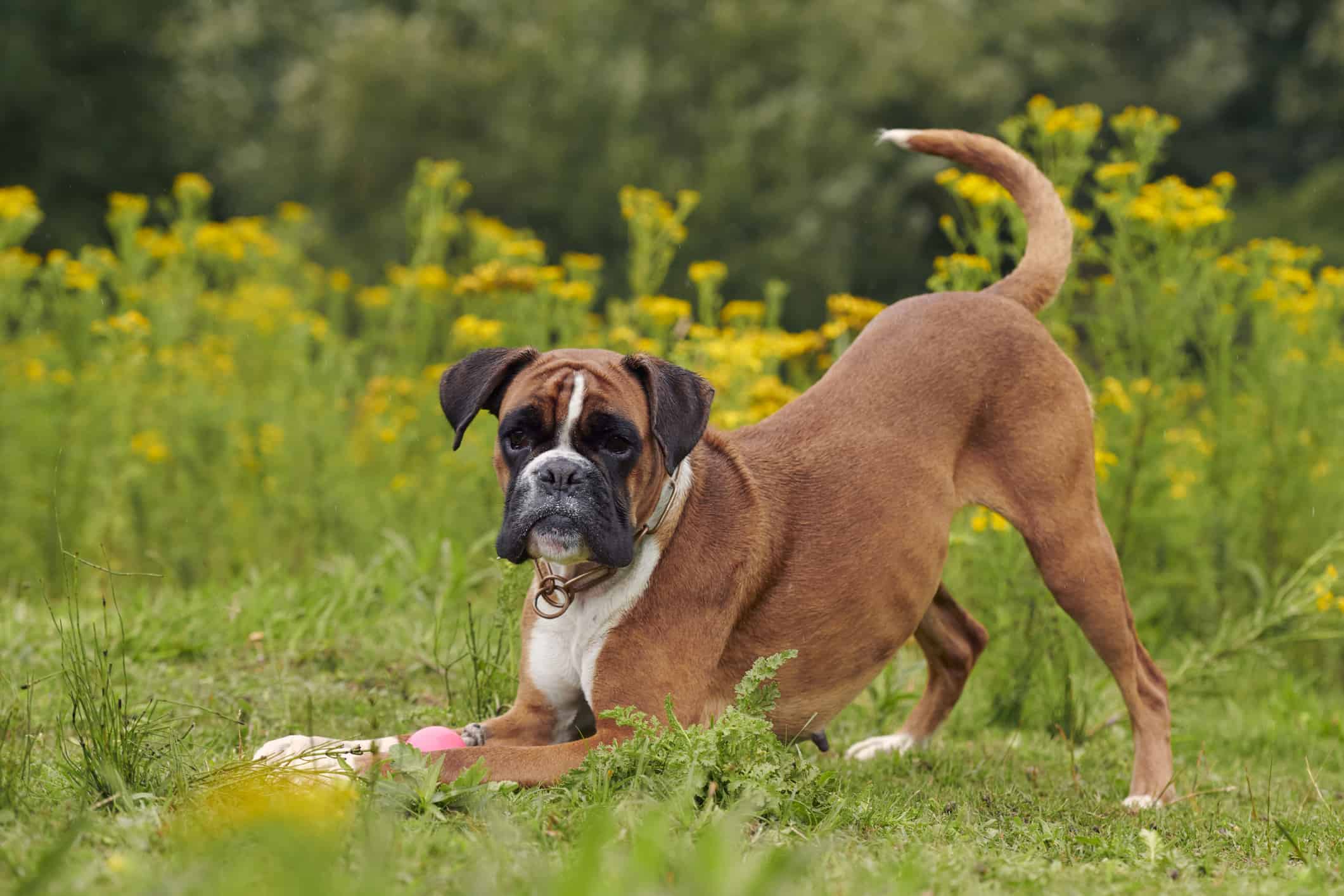 are boxer dogs kid friendly