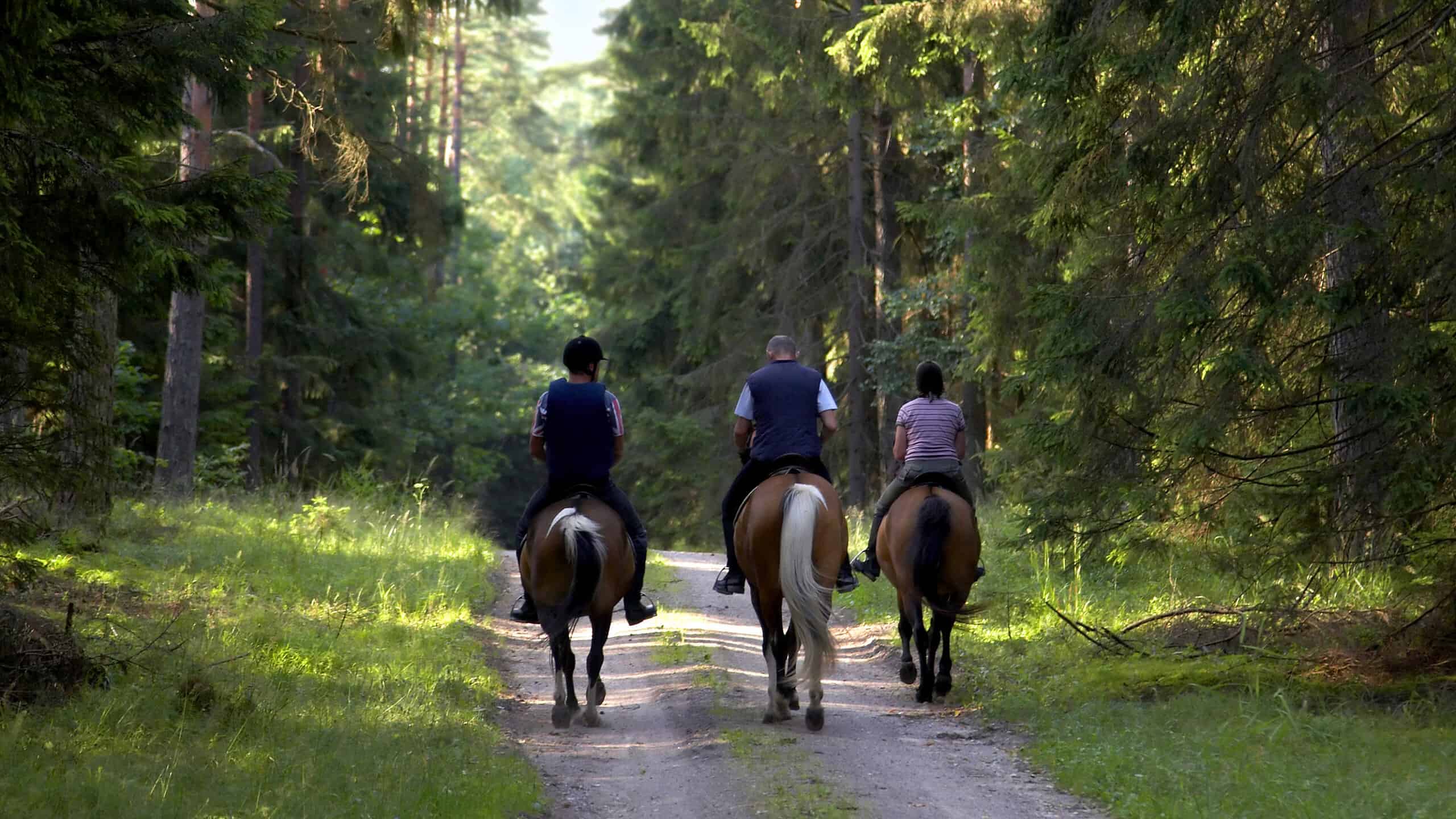 people are going on horse through forest