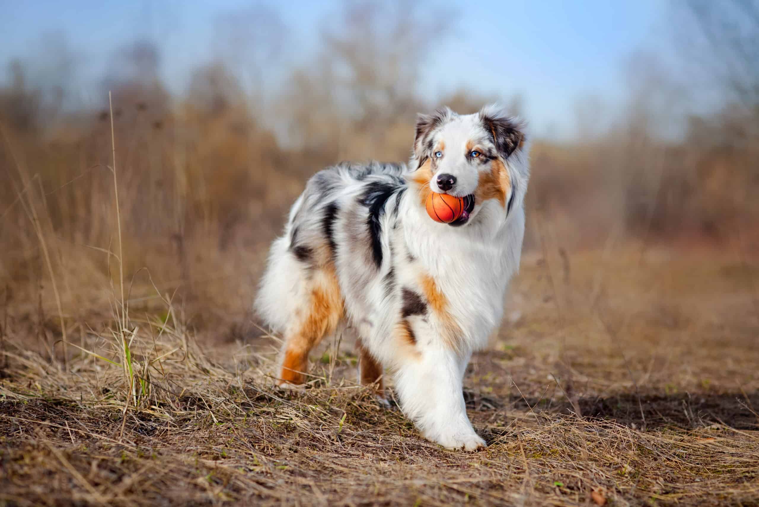 Beautiful young Australian Shepherd keeps the red ball