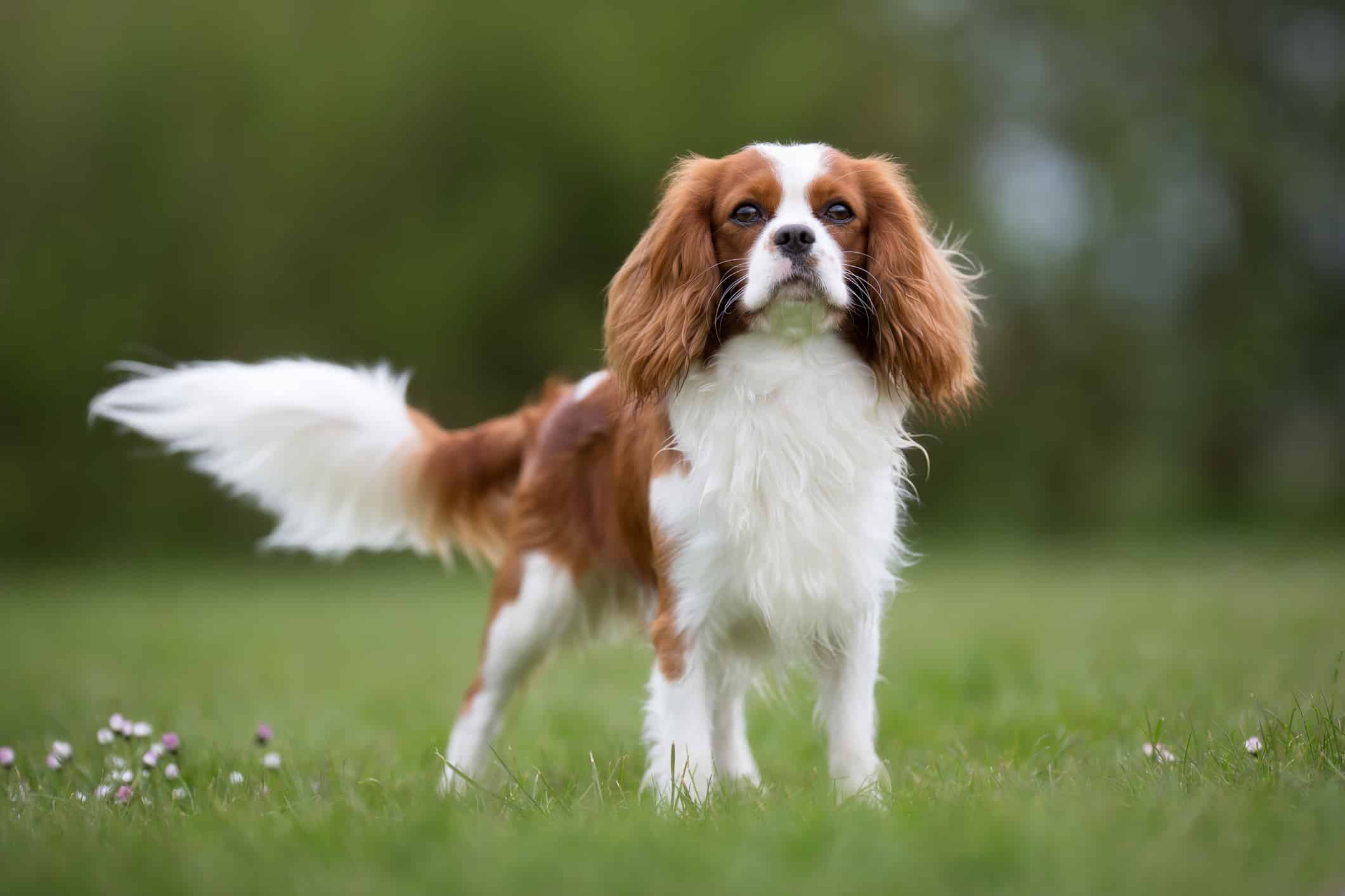 cavalier dog in grass