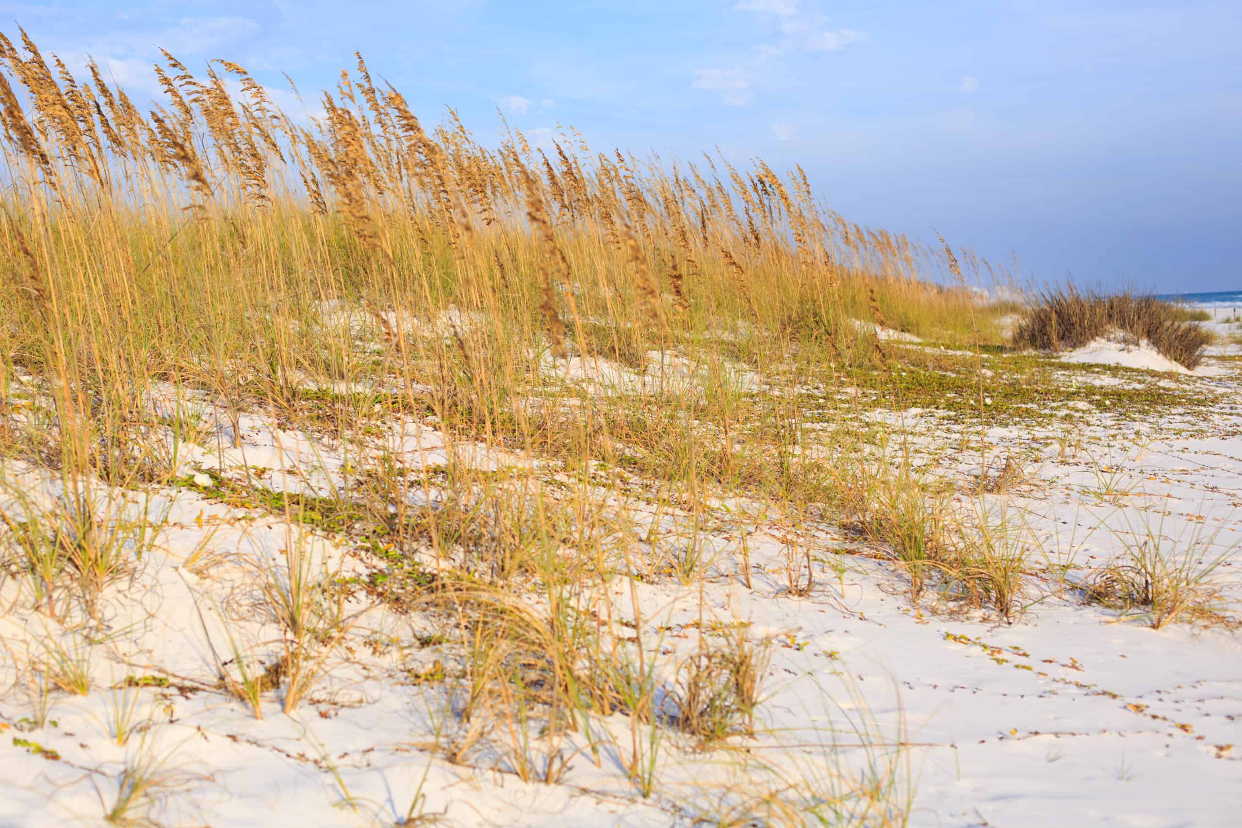 Wild grasses on Henderson state park beach sea coast. Beautiful summer landscape