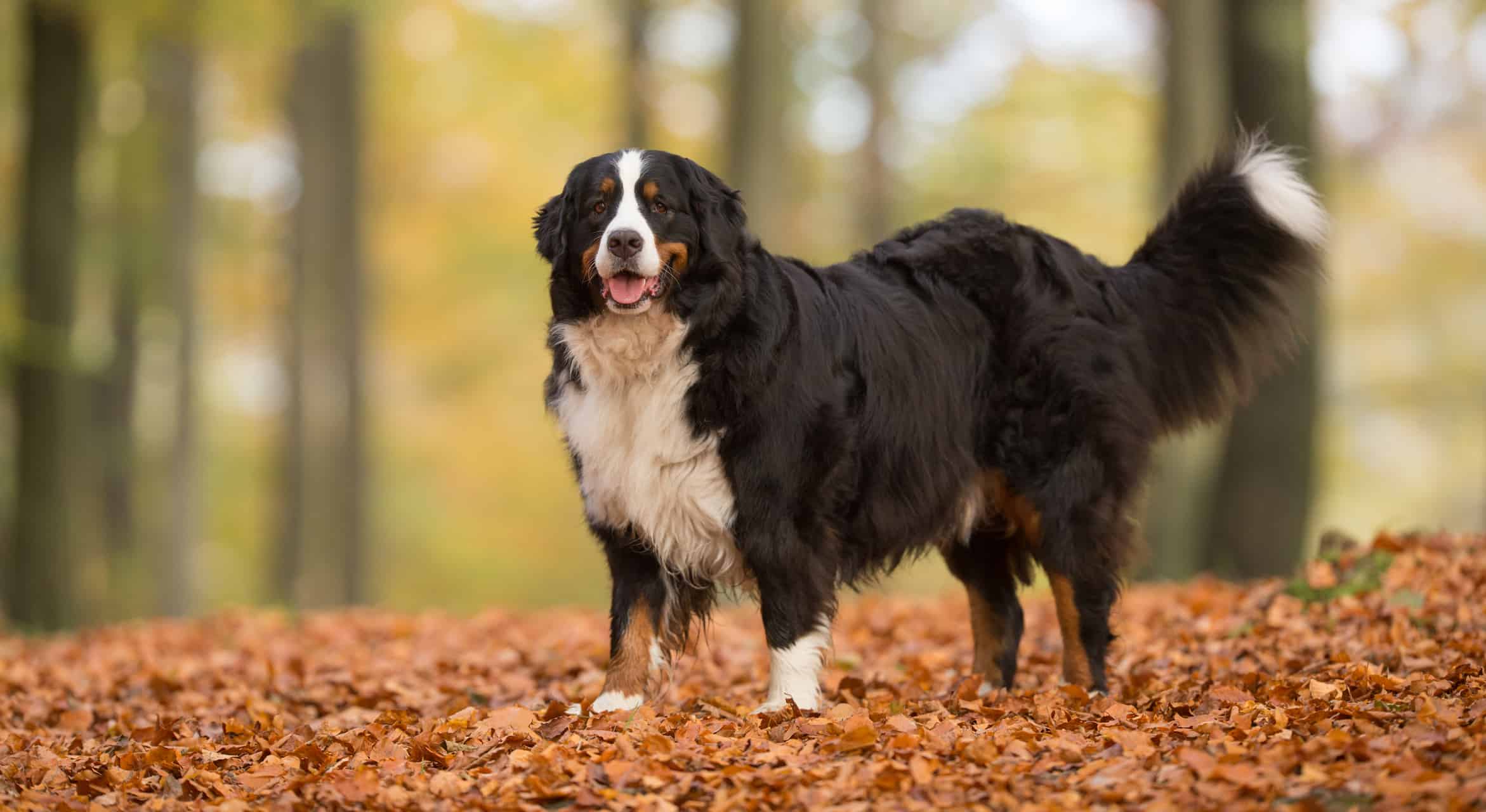 Purebred adult Bernese Mountain Dog outdoors in the forest on a cloudy day during autumn.
