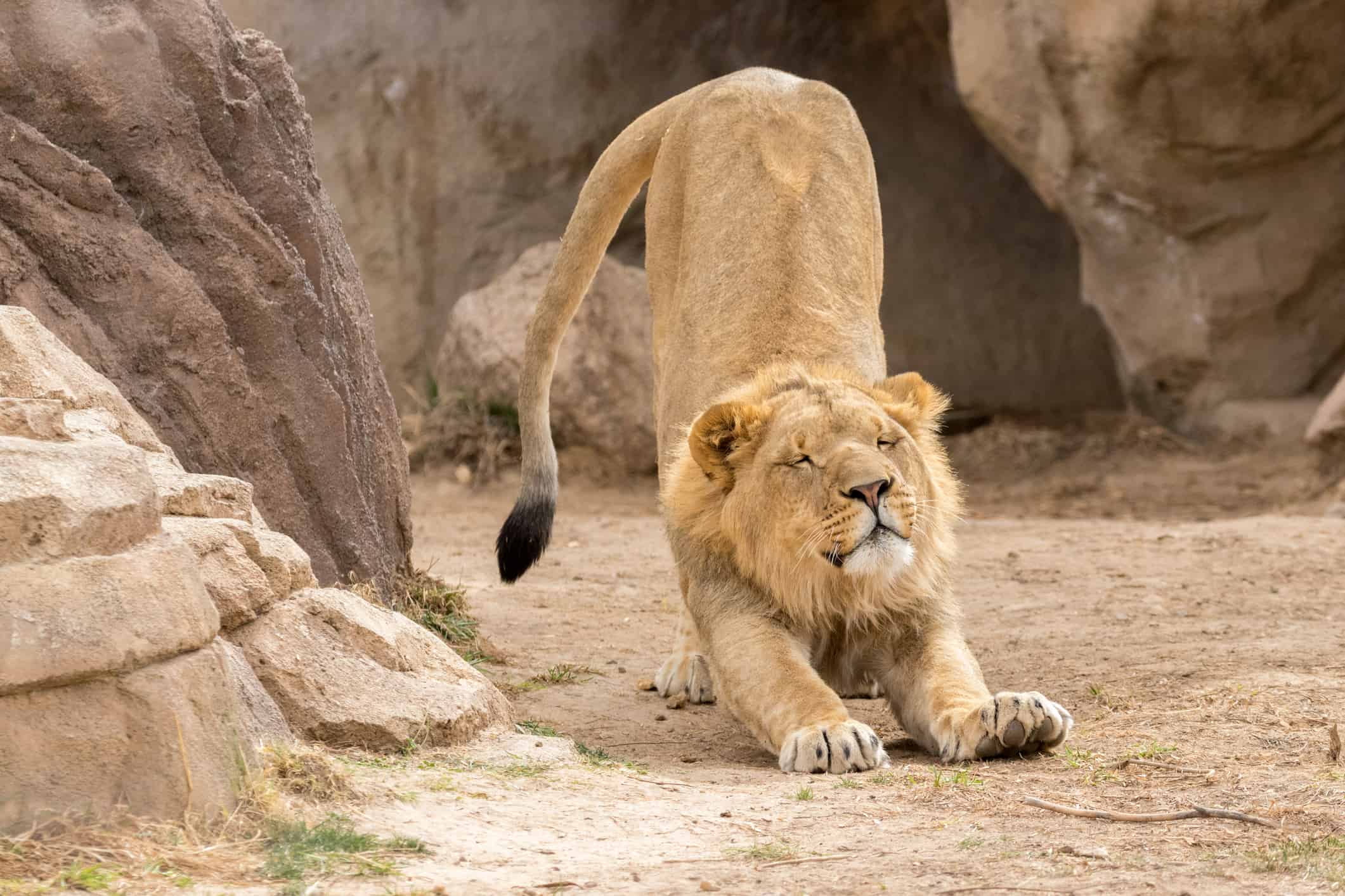 Lion stretches after waking up from a nap