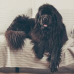 Not Ideal for Large Pets
