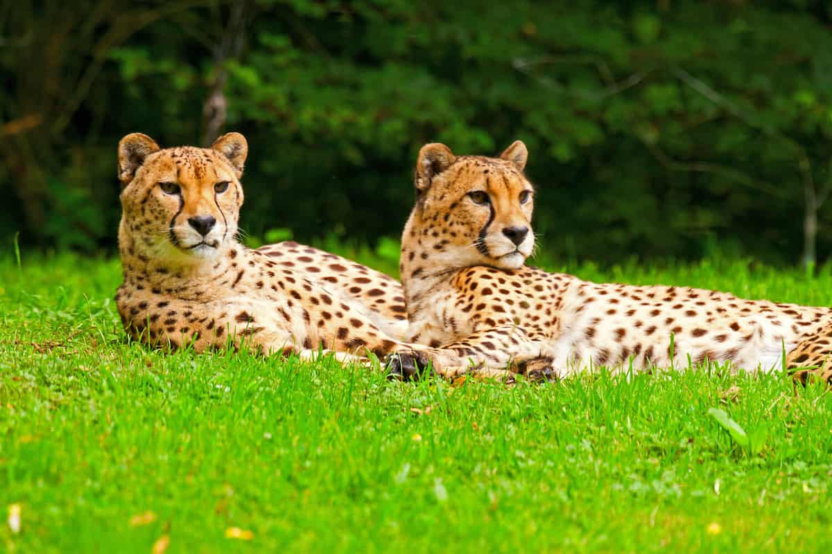 Two lazy cheetahs resting in the grass in the zoo.