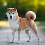 14. Shiba Inu