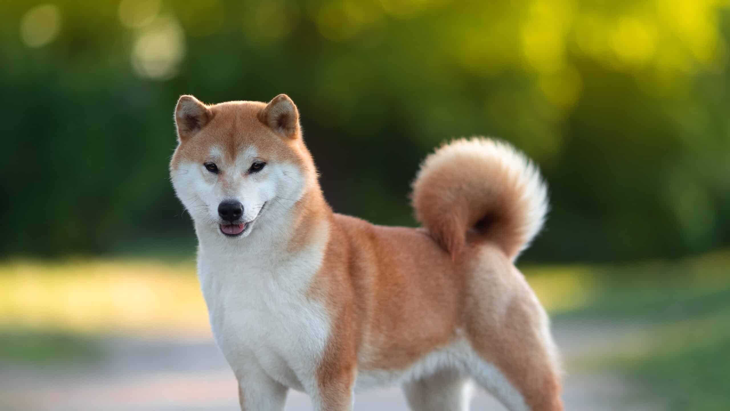 14. Shiba Inu