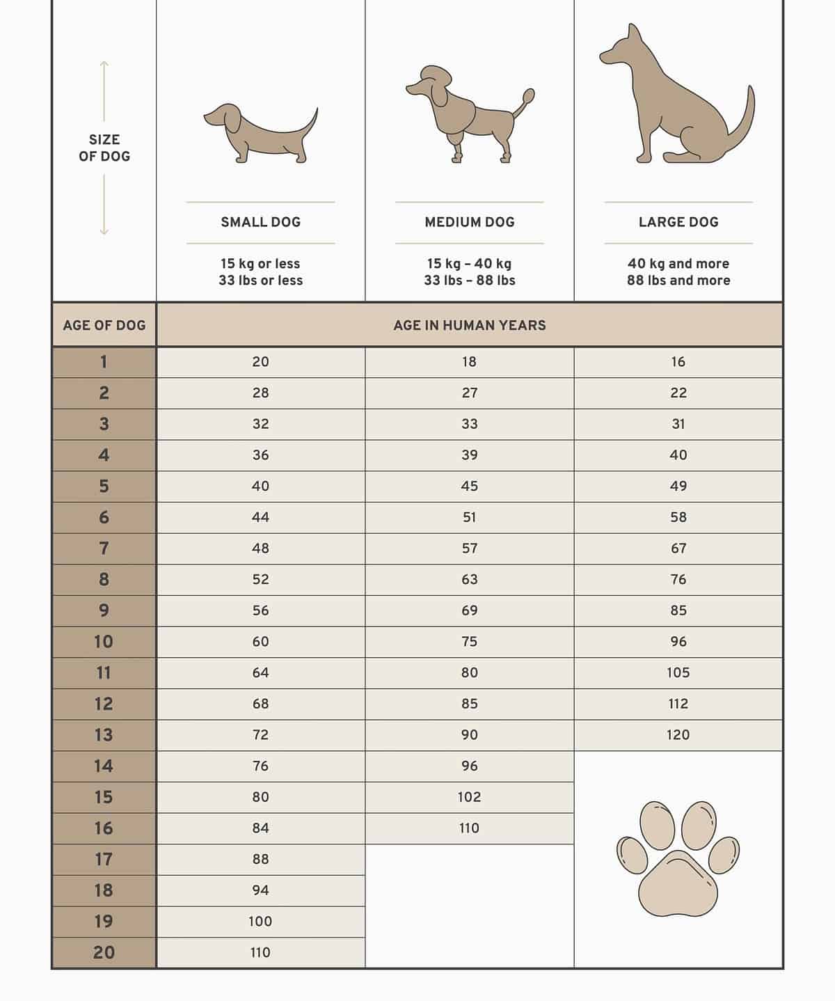 Dog age chart that shows dog years versus human years