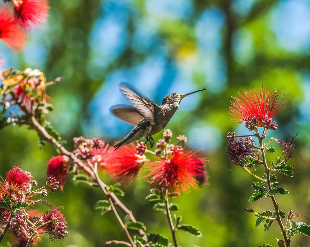 Hummingbird flying in front of red flowers